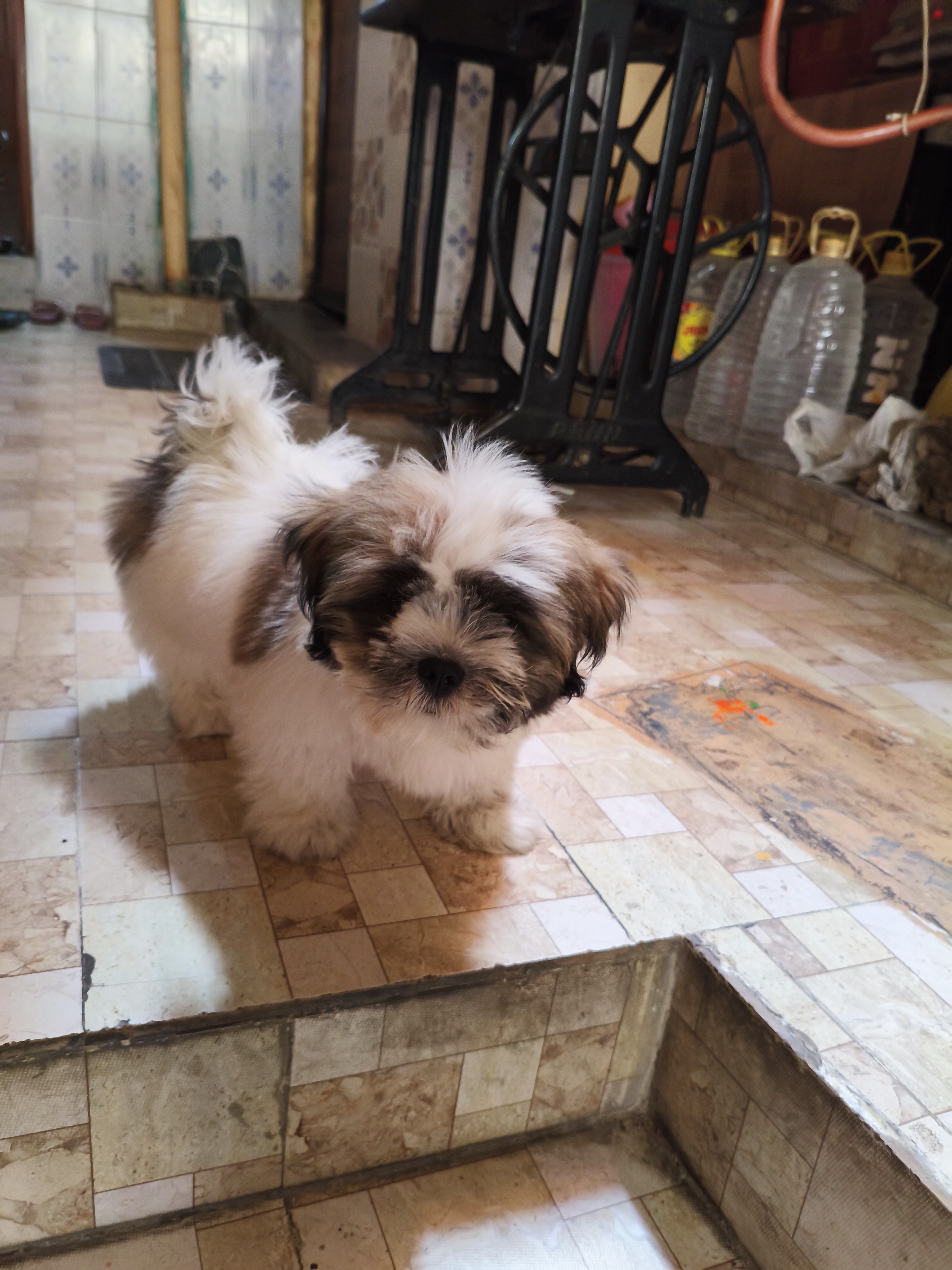Shihtzu