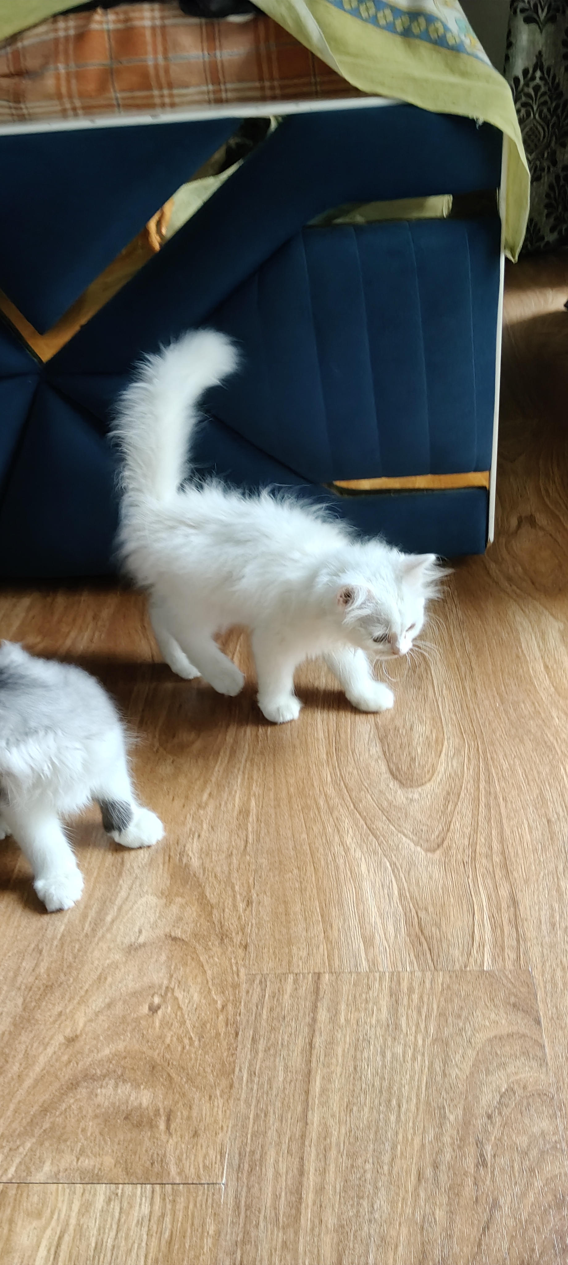 Persian cat for sale in Delhi