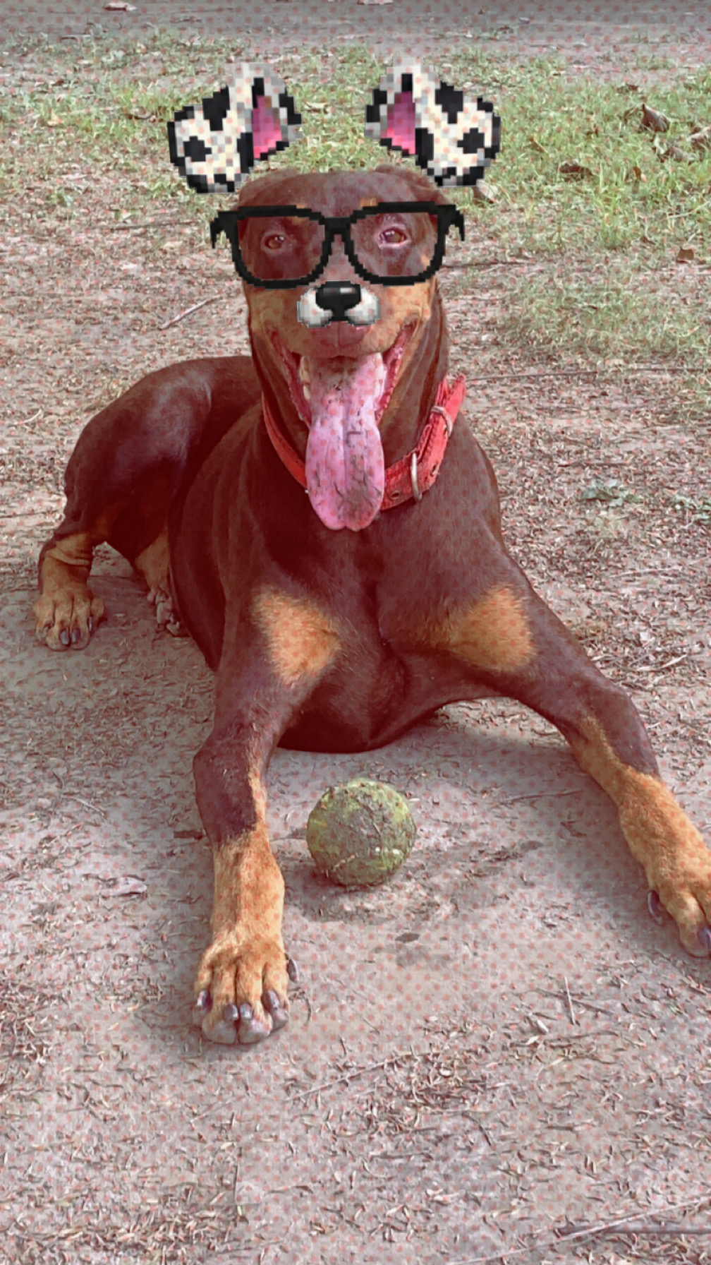 Doberman
