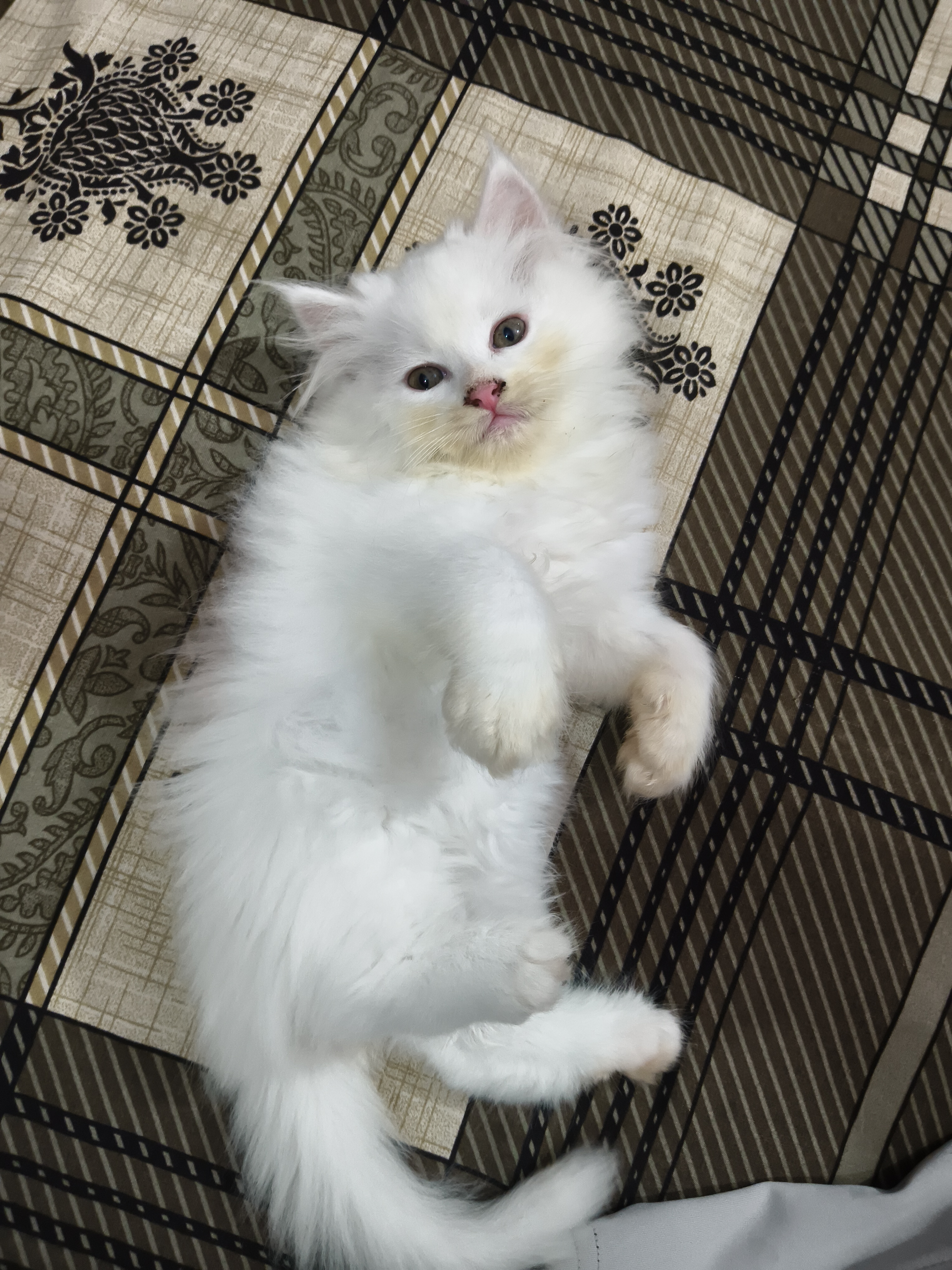 Persian cat for sale in Gurugram