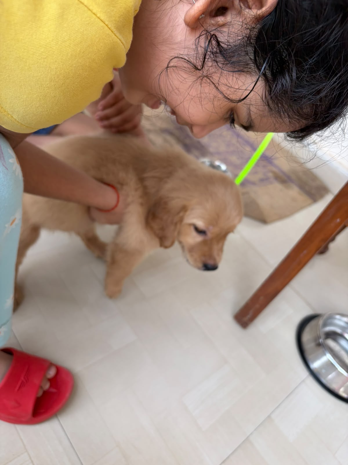 Golden retreiver for sale in Gwalior