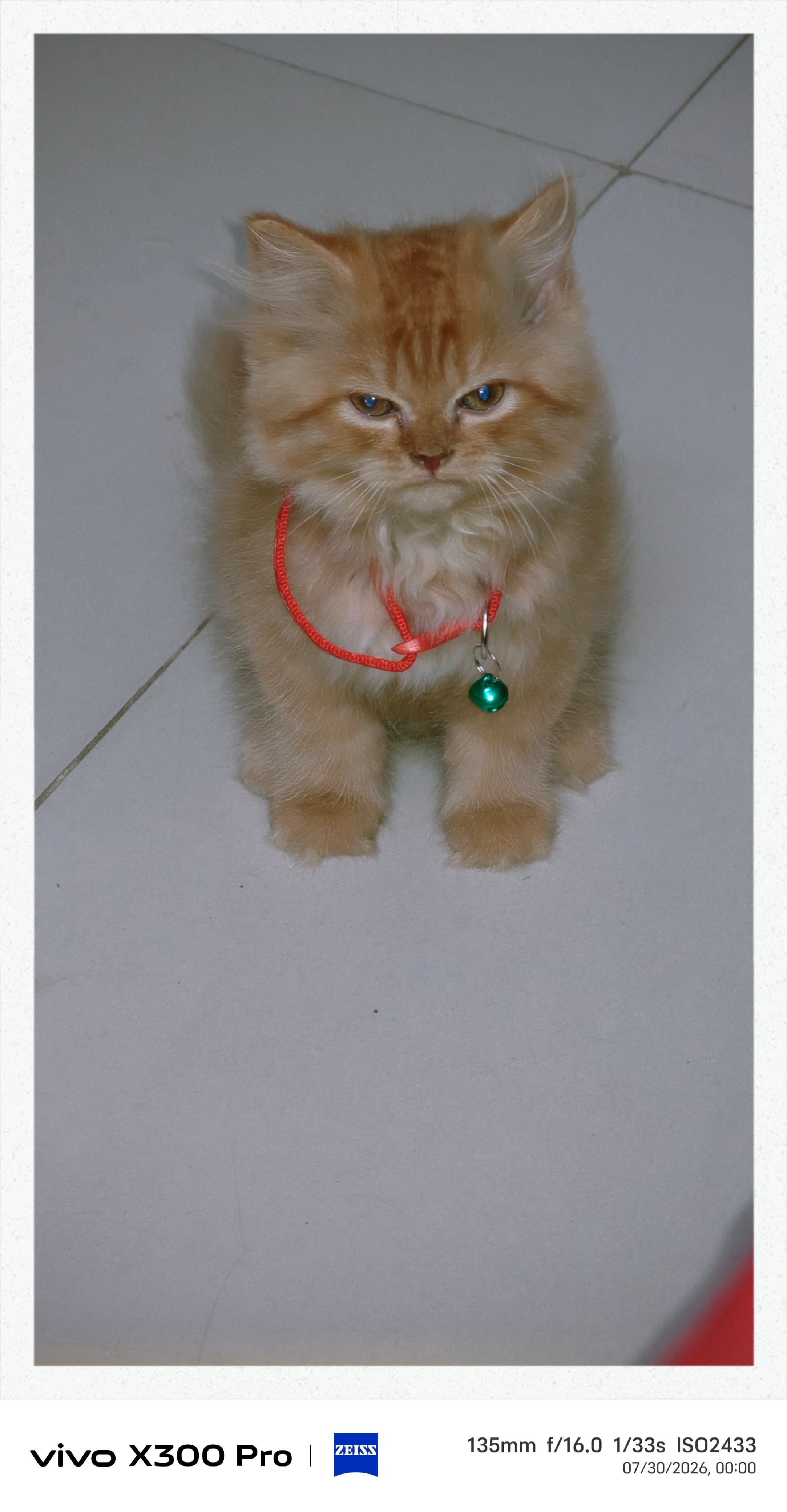 Persian cat for sale in New Delhi