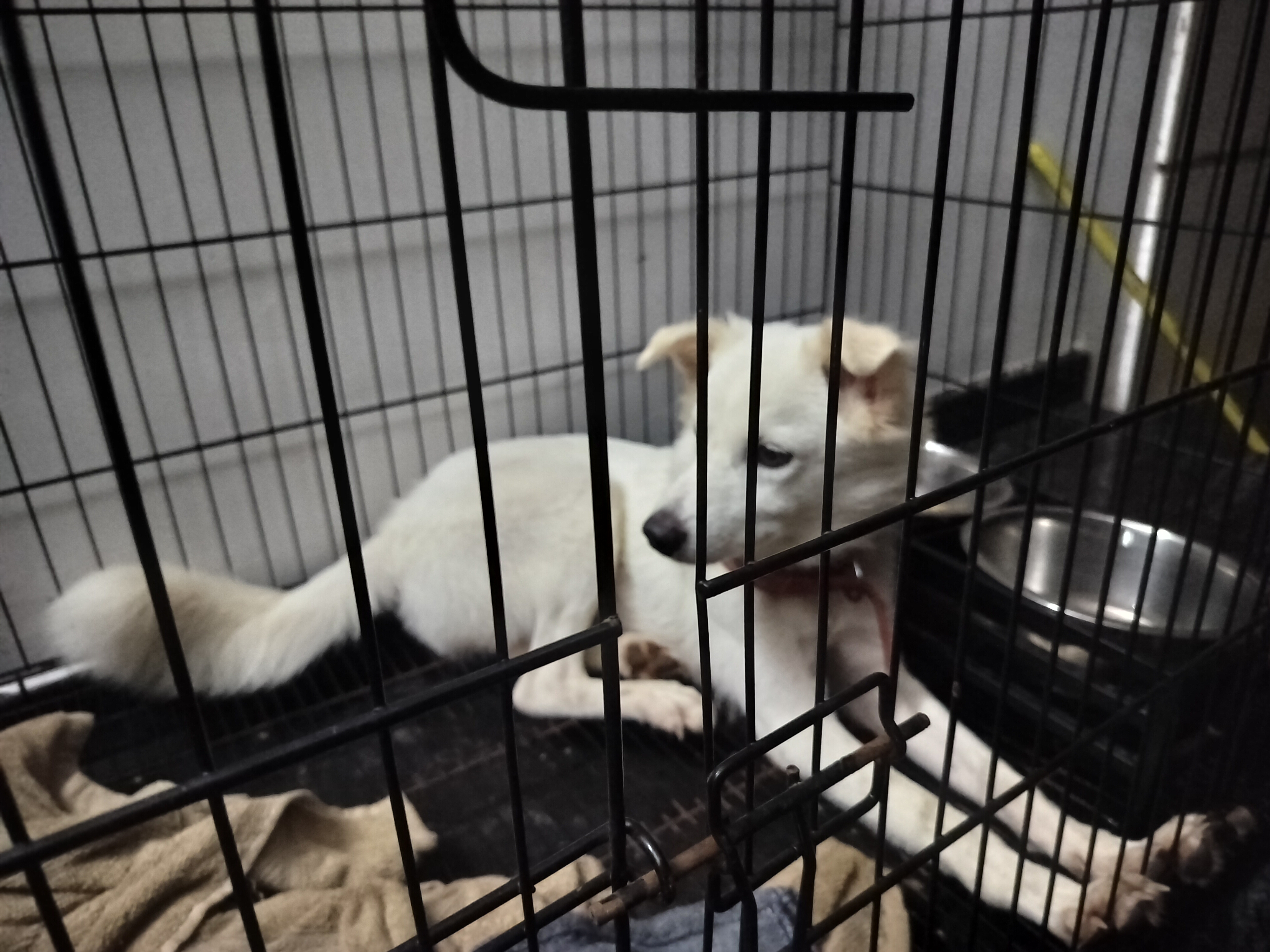 Pomeranian ( cross breed) for sale in Alappuzha