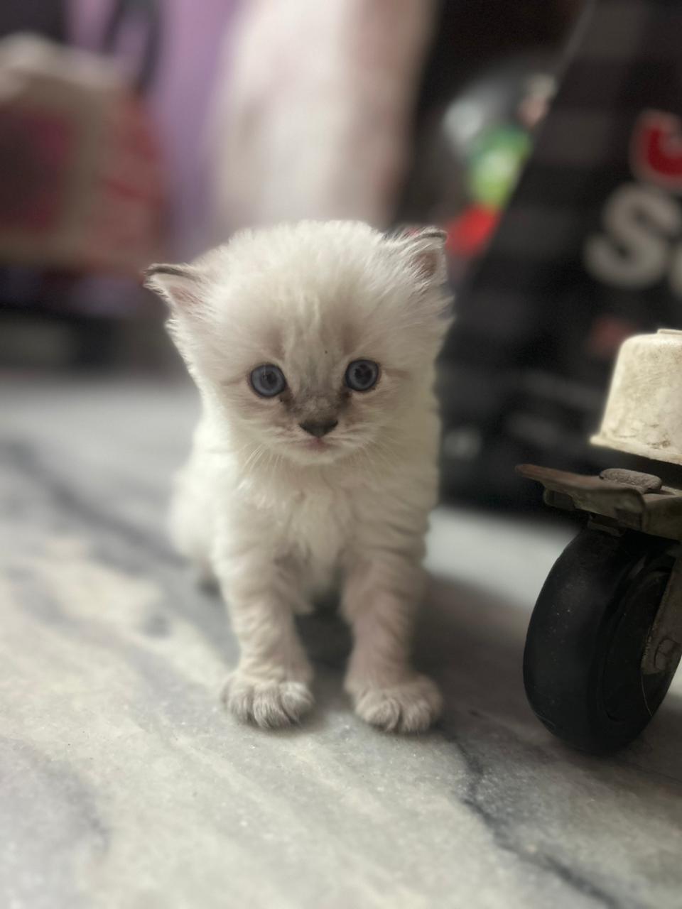 Himalayan for sale in New Delhi