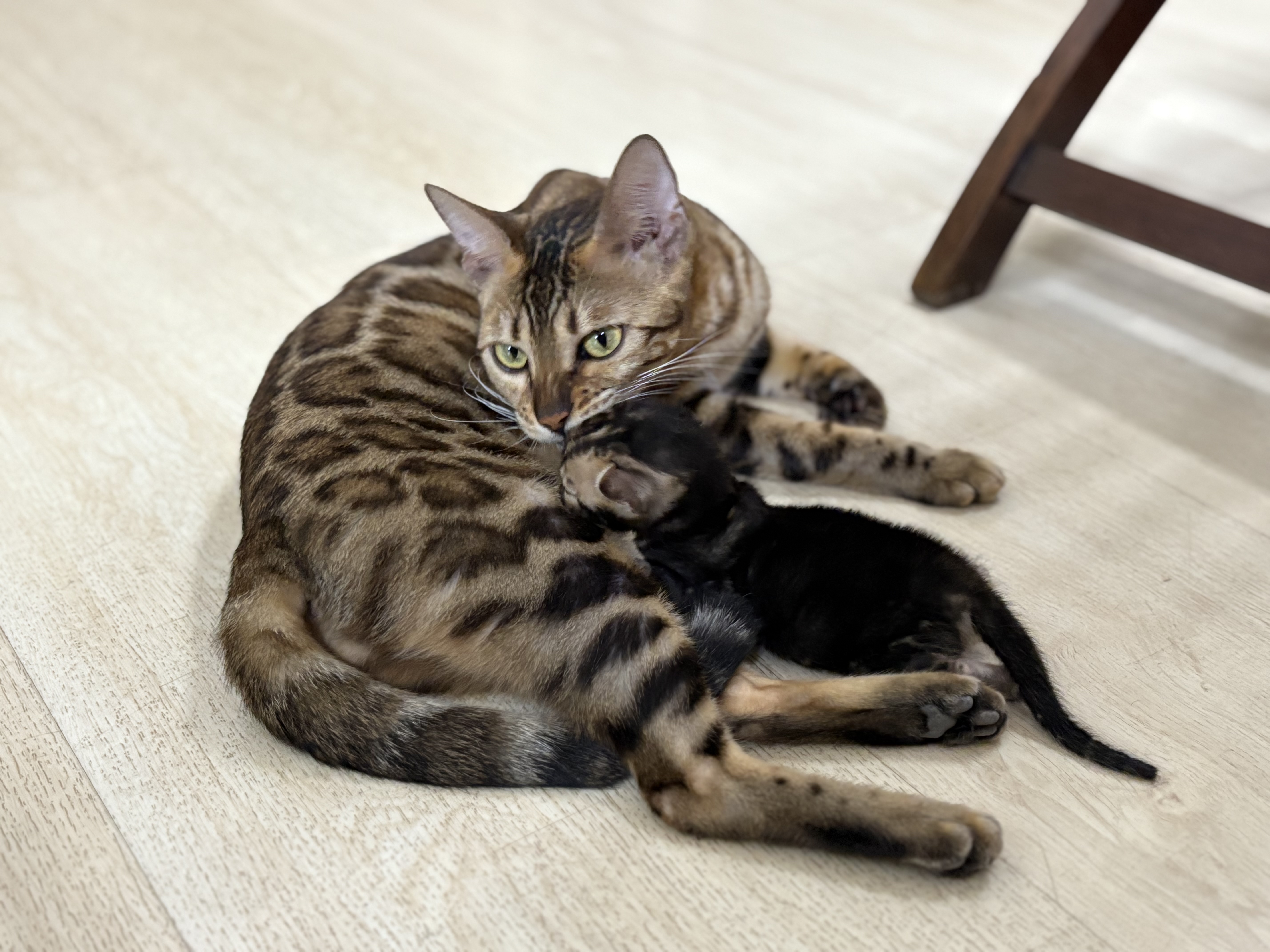 Bengal