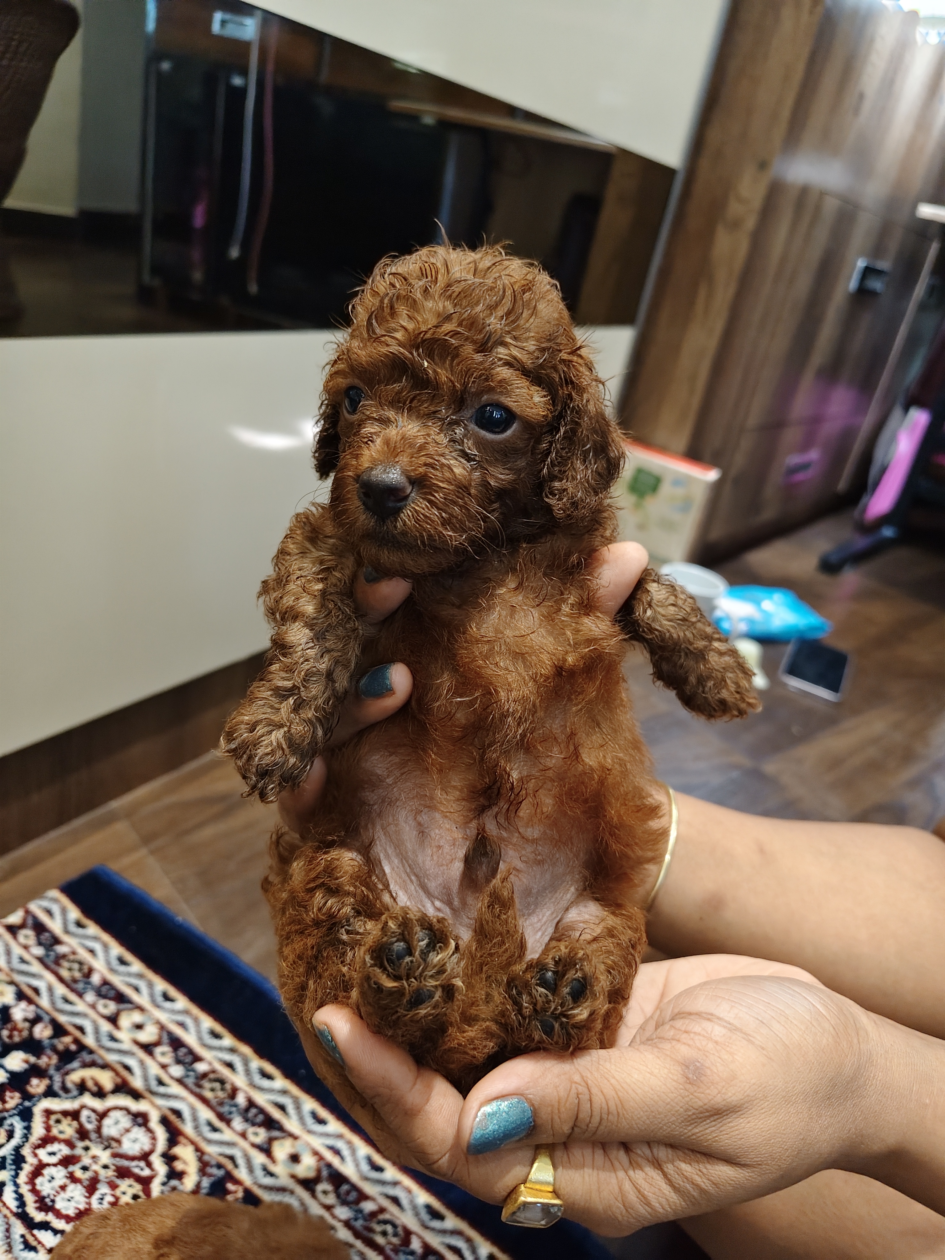 Toy Poodle for sale in Guwahati
