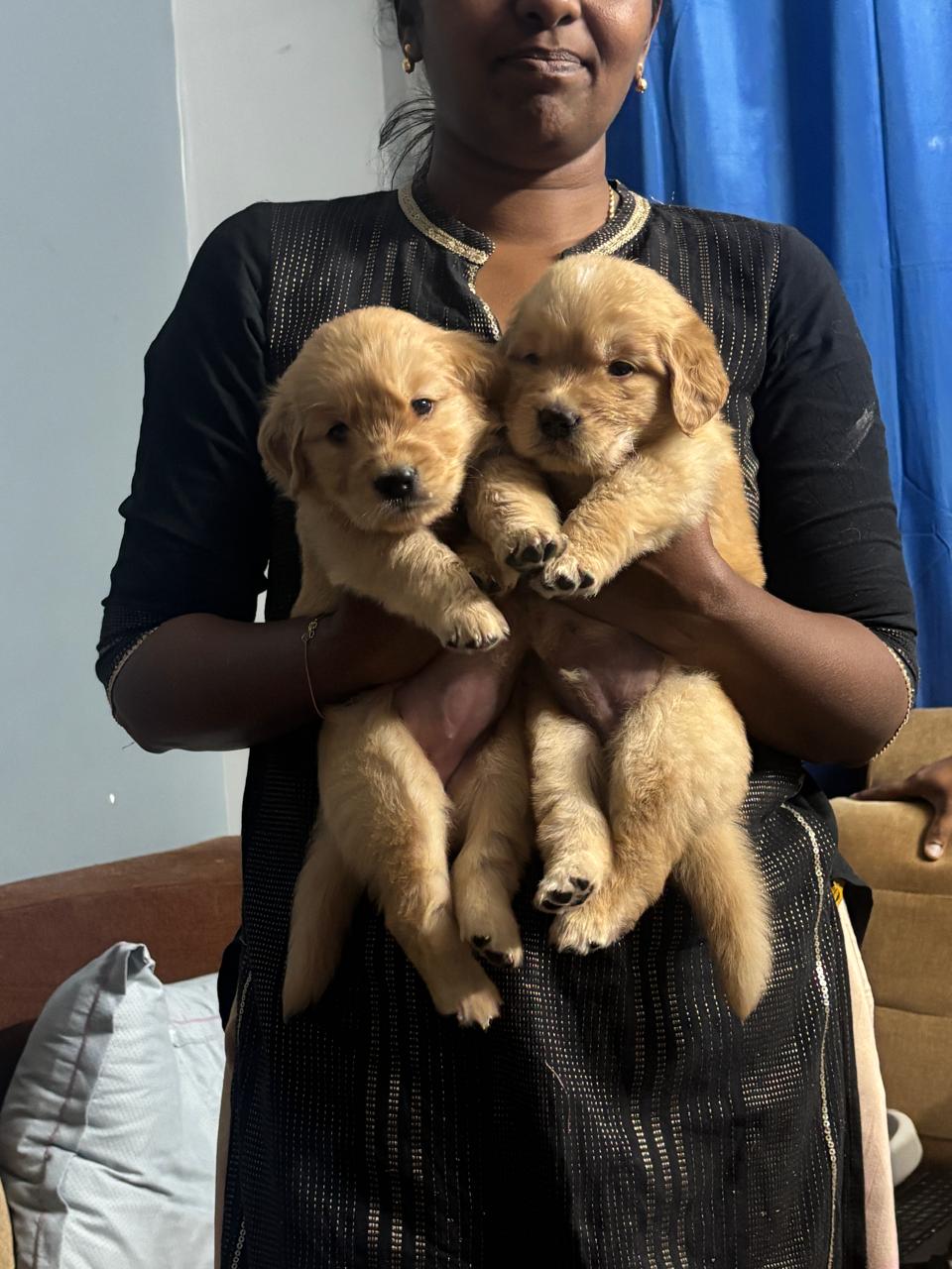 Golden retriever for sale in Bengaluru Urban