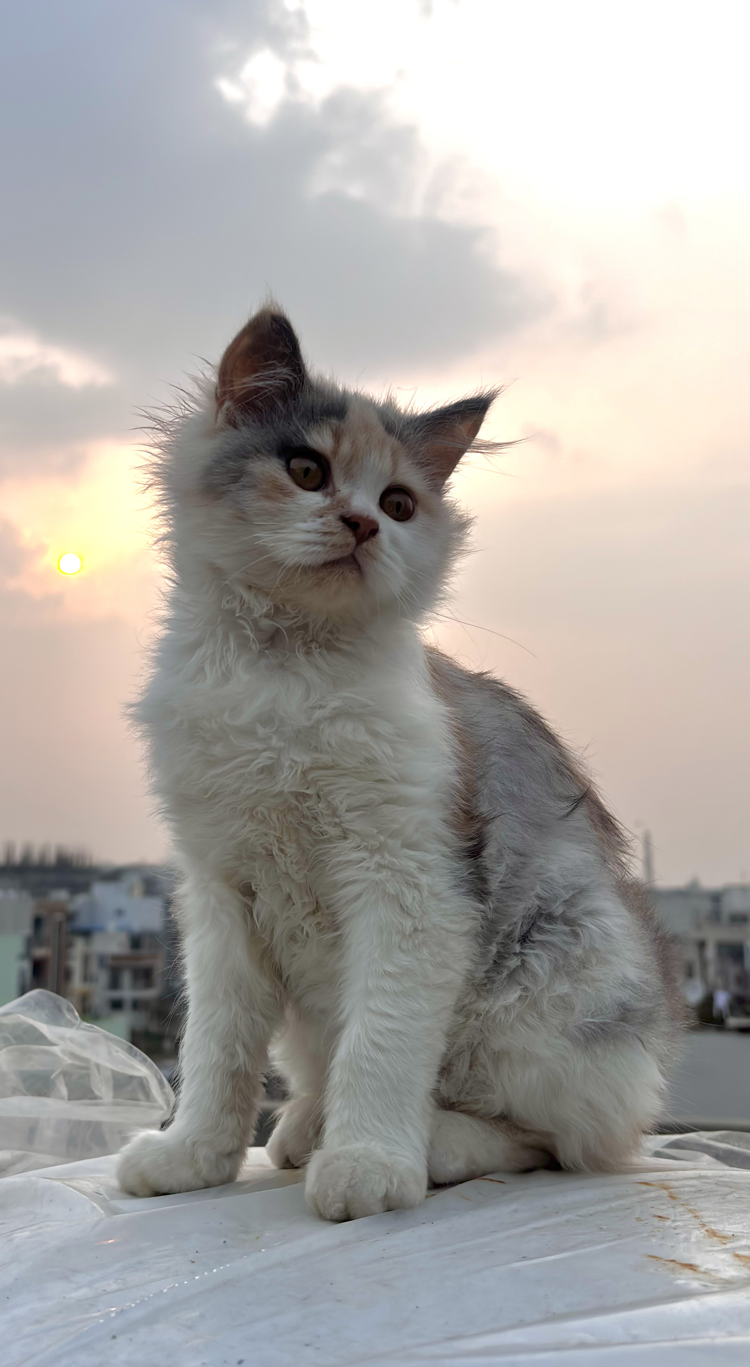 Persian cat for sale in Indore