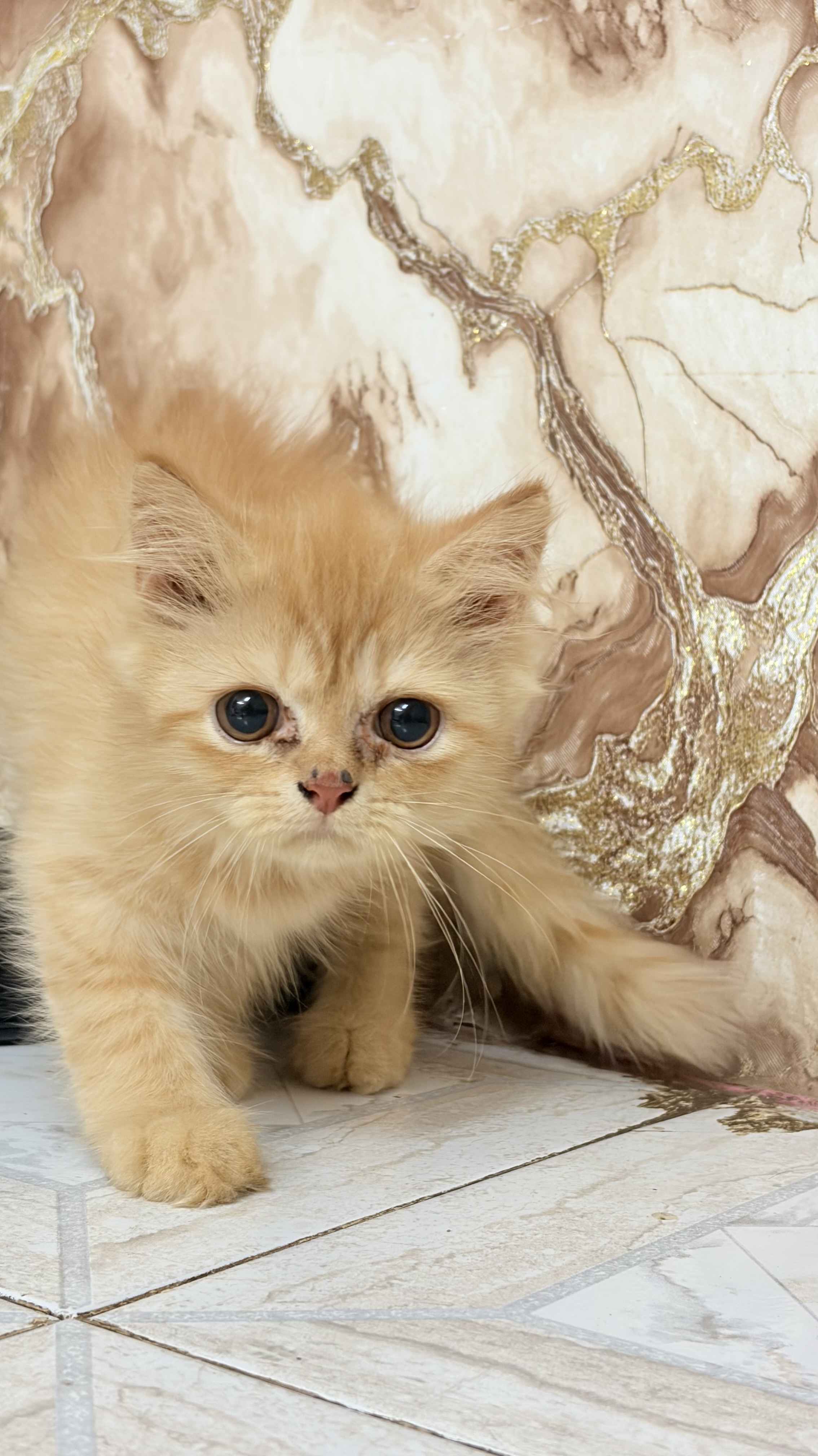 Persian cat for sale in Mumbai Suburban