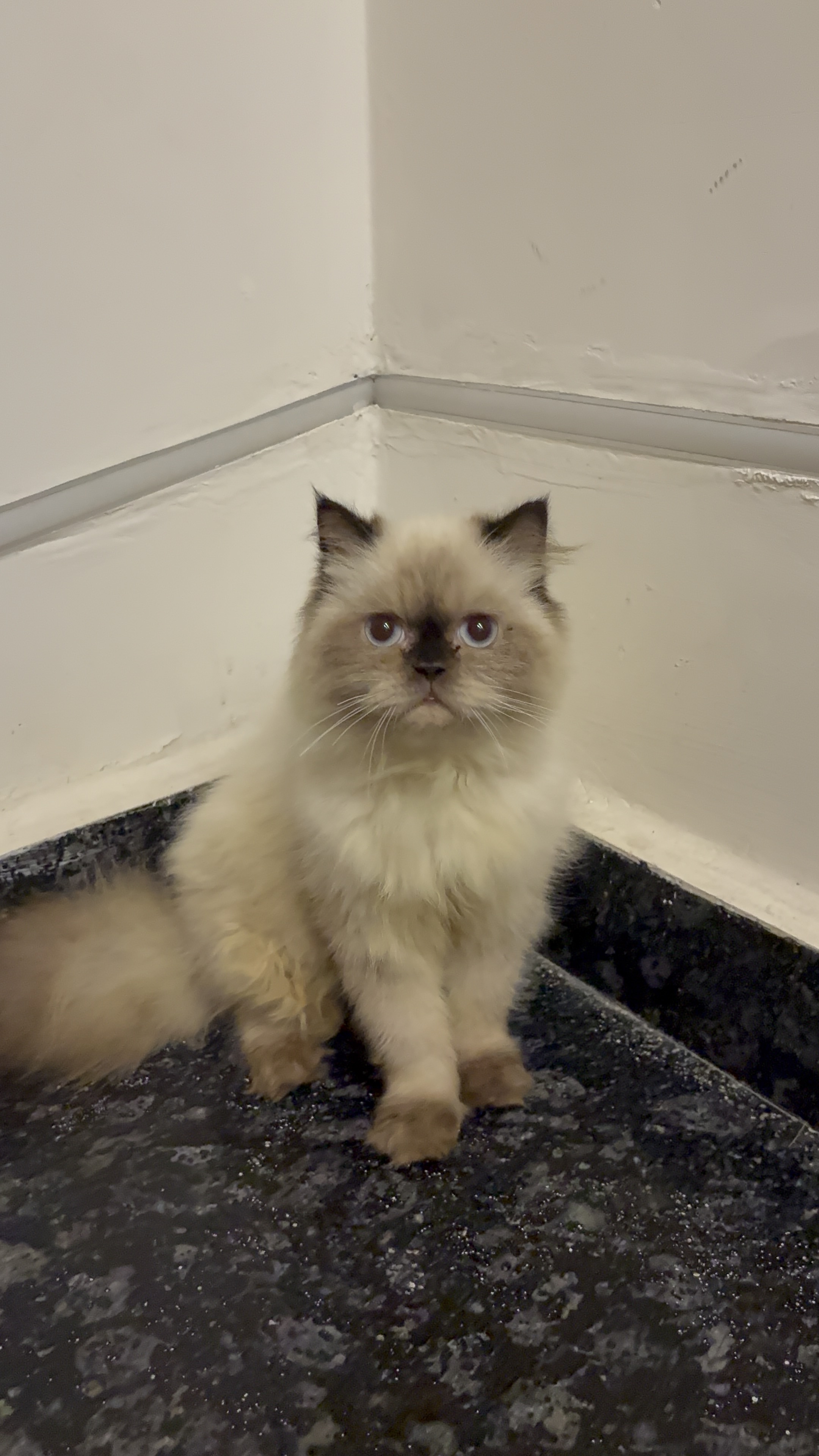 Himalayan cat