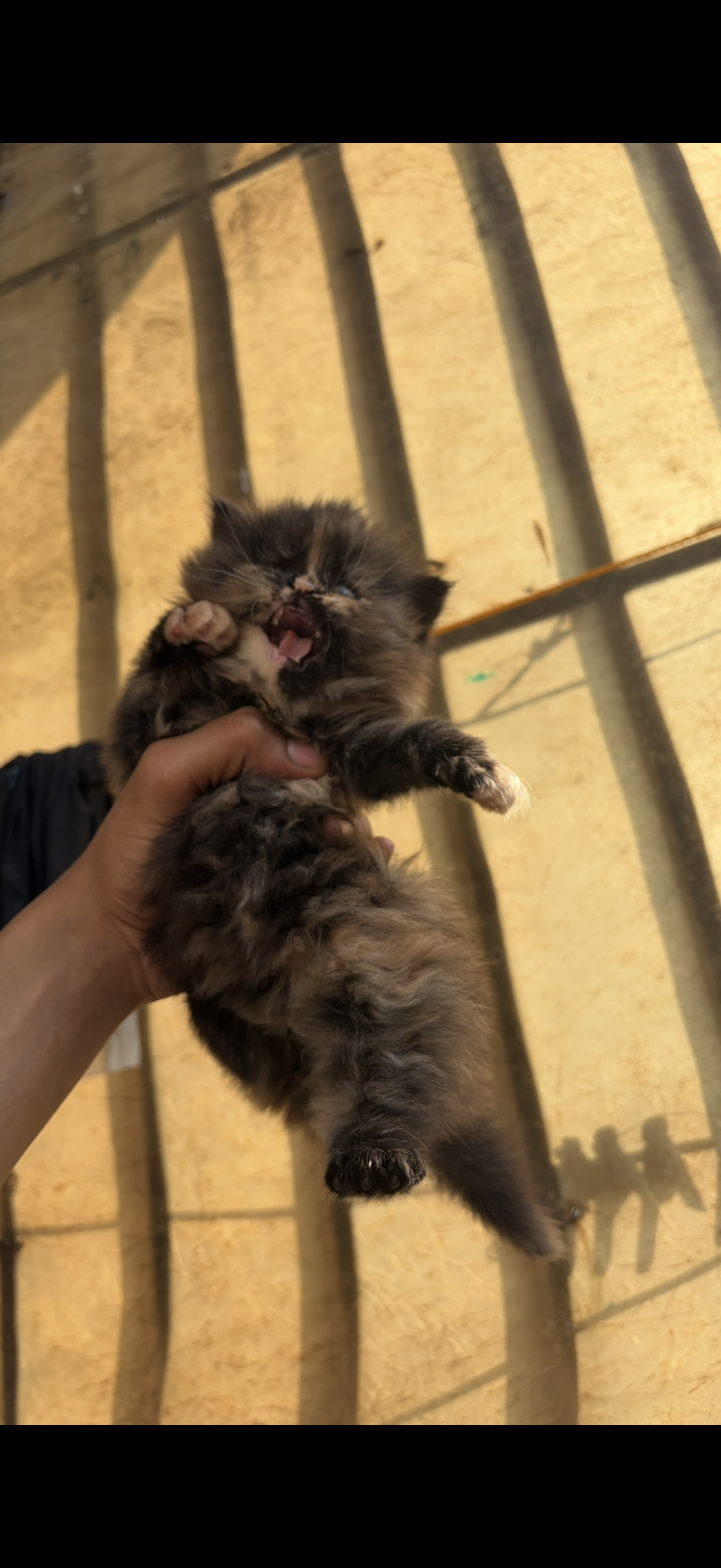 Persian cat for sale in Gurugram