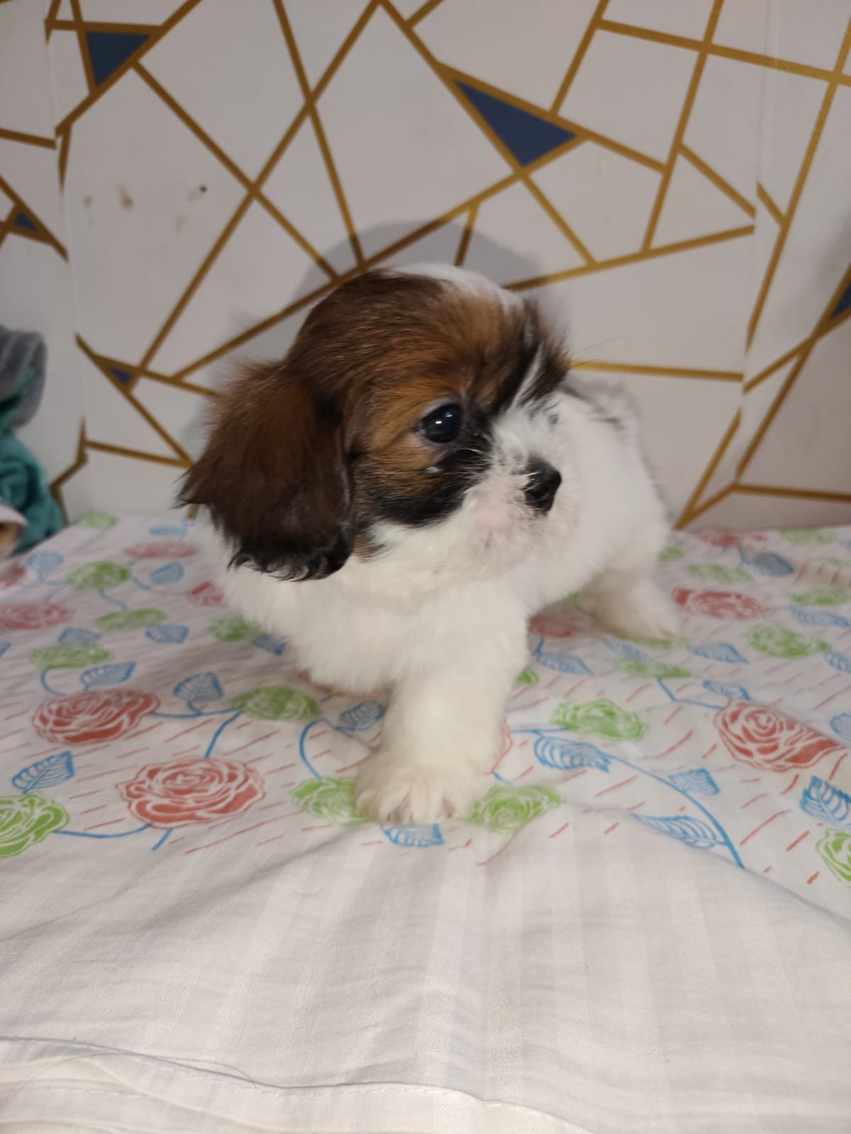 Shih Tzu for sale in Delhi