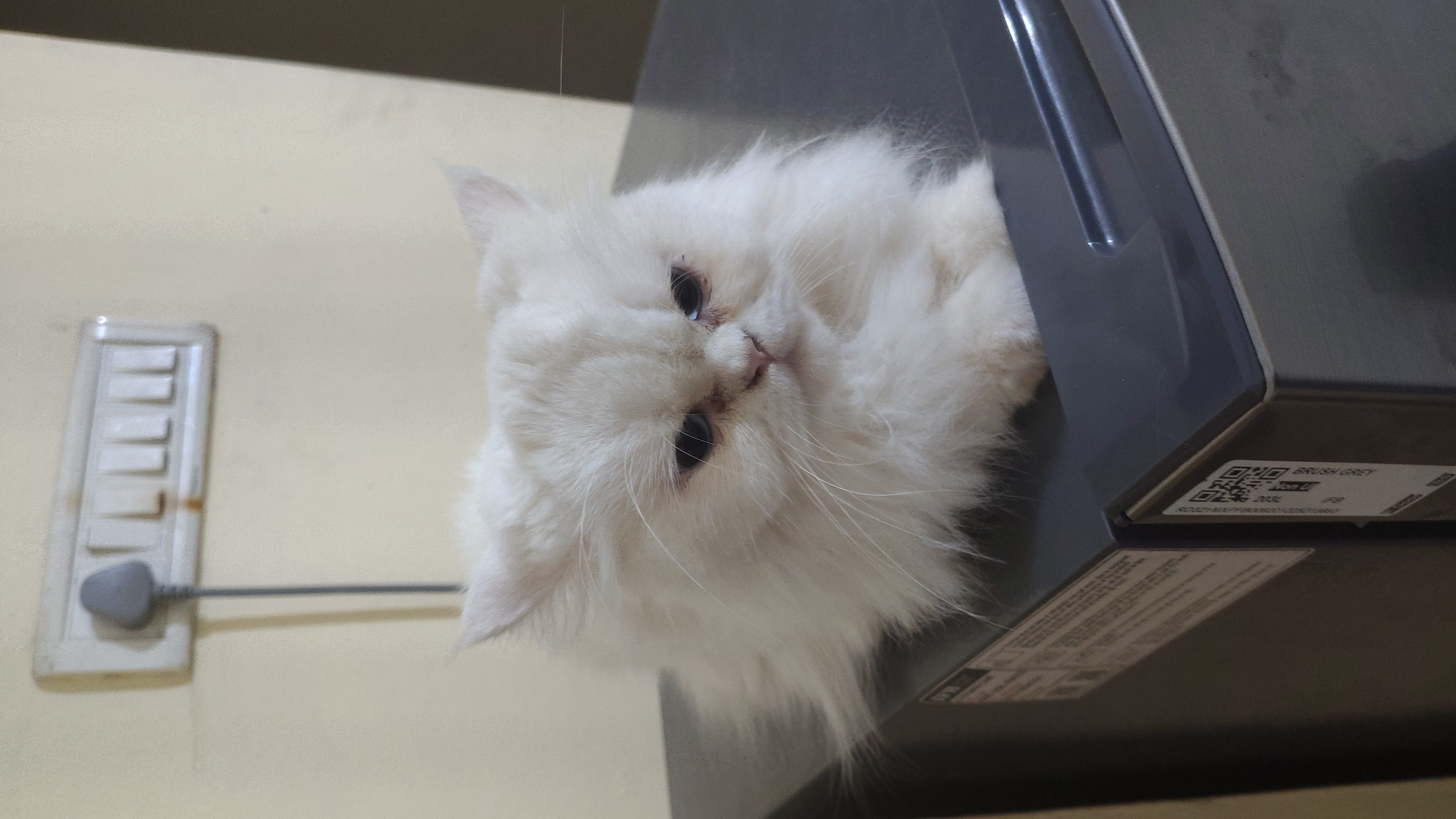 Persion Cat
