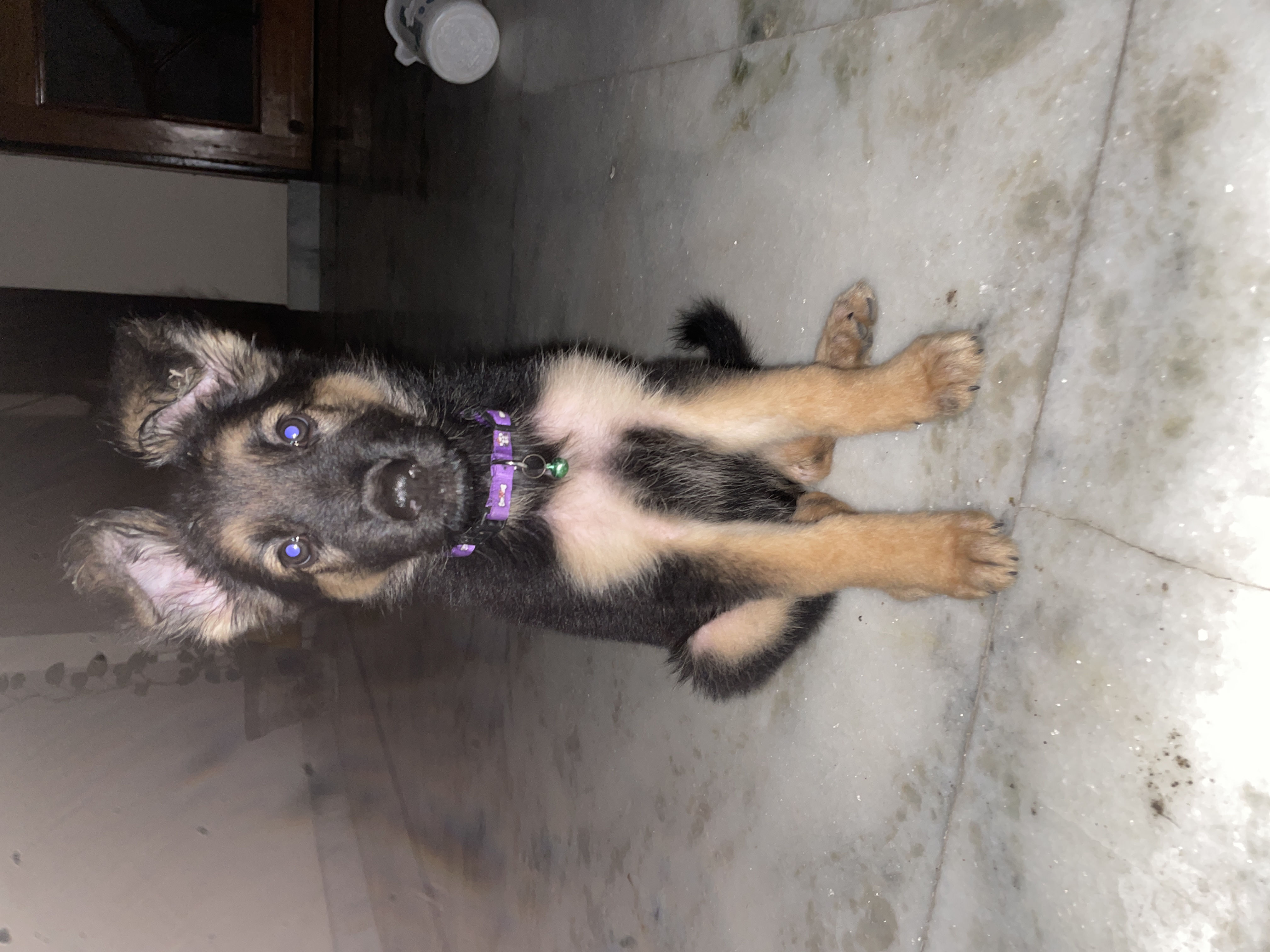 German shepherd for sale in Kanpur Nagar