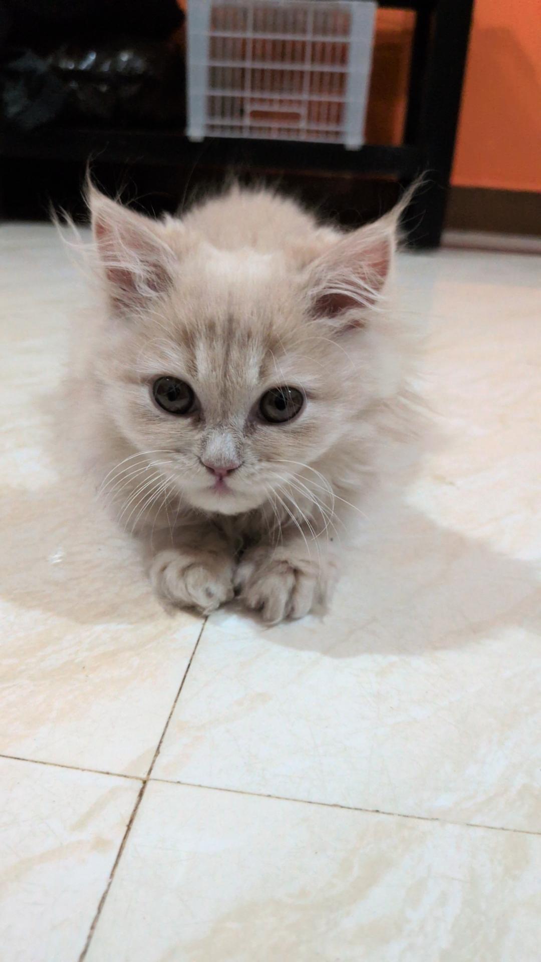 Persian