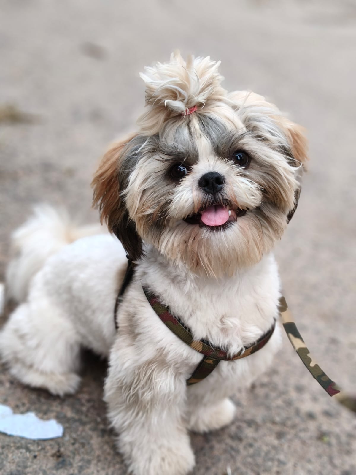 Shih Tzu