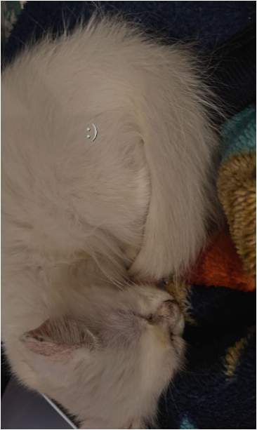 Percian Cat for sale in Varanasi
