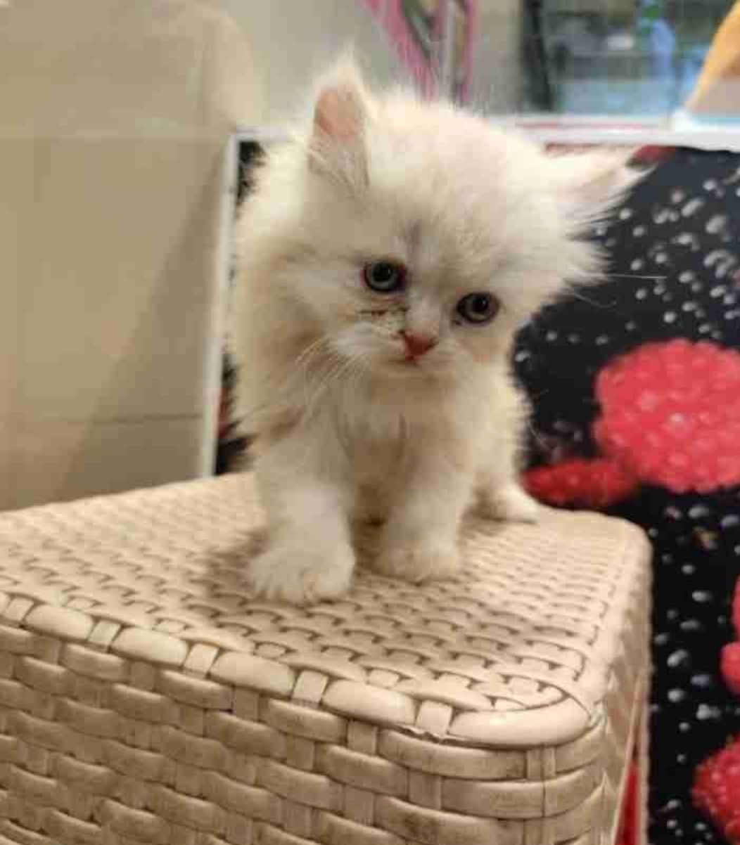 Persian cat for sale in Sikar