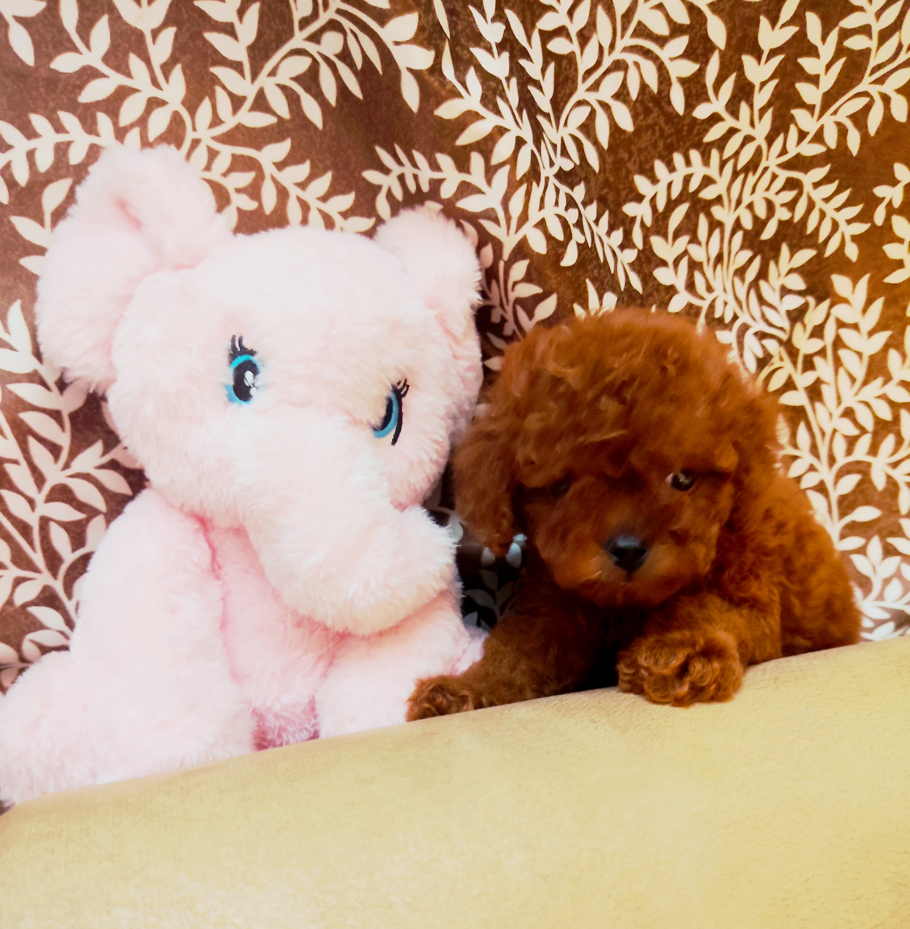 Poodle