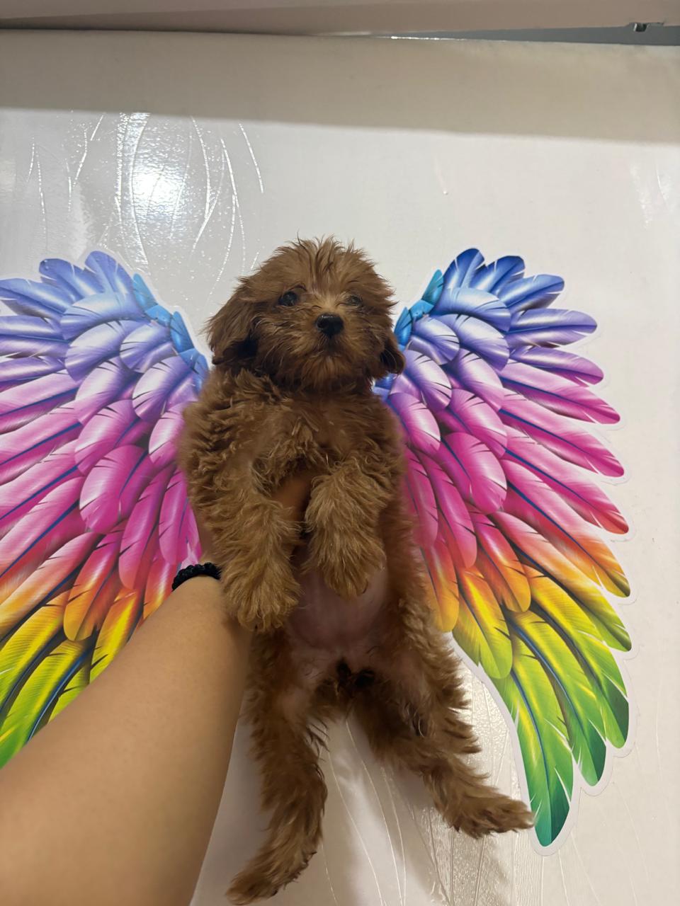 Poodle for sale in Delhi