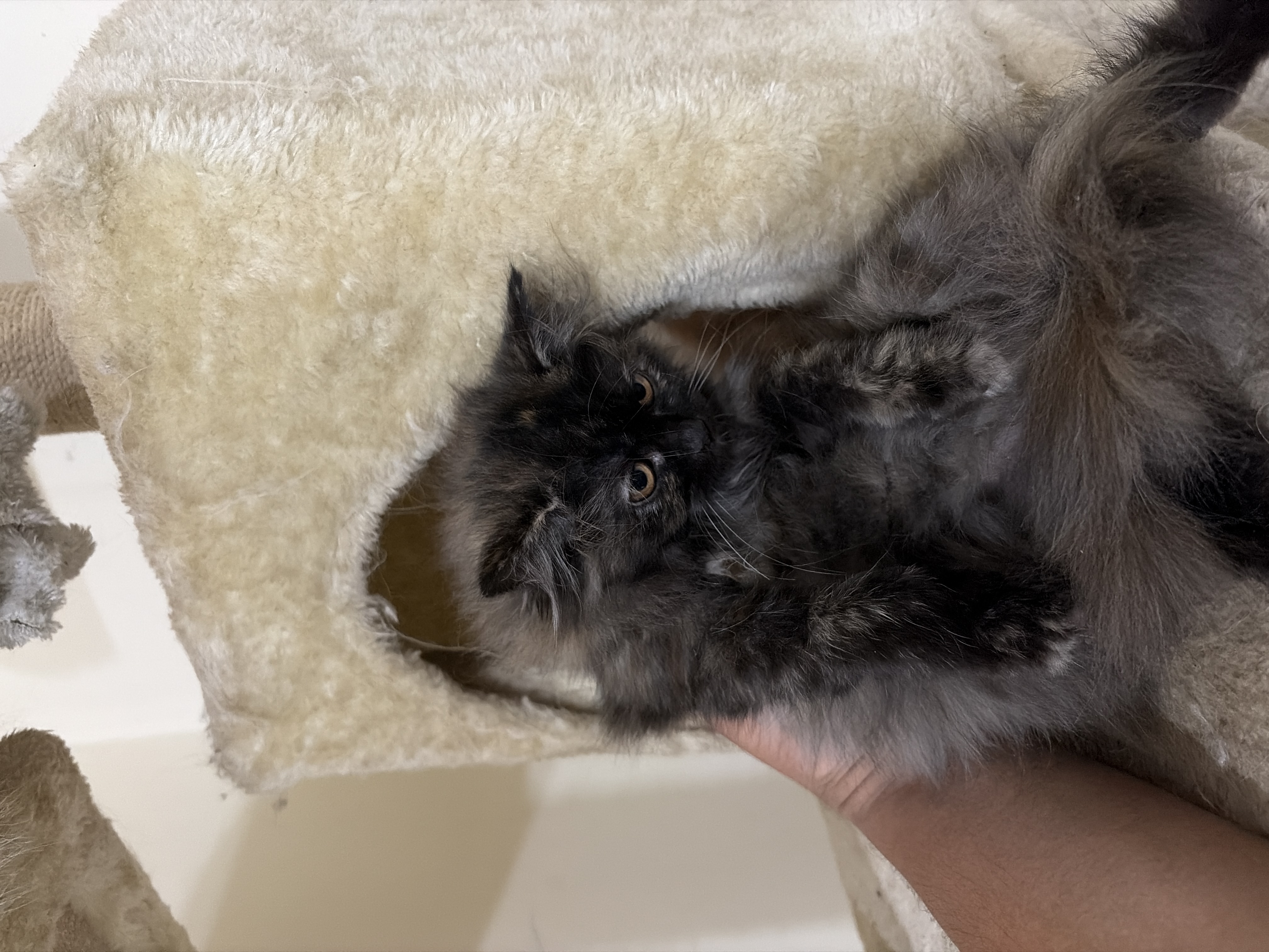 Persian for sale in Hyderabad