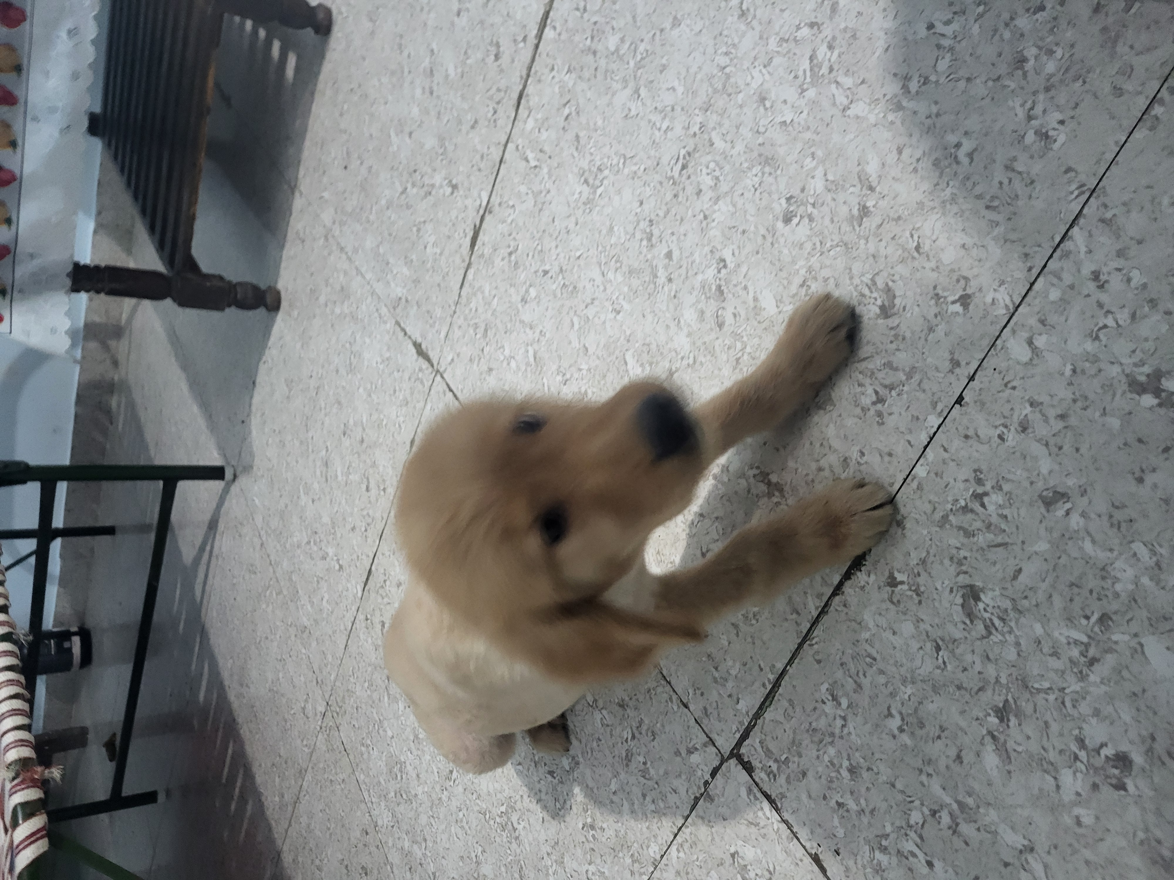 Golden Retriever for sale in Delhi