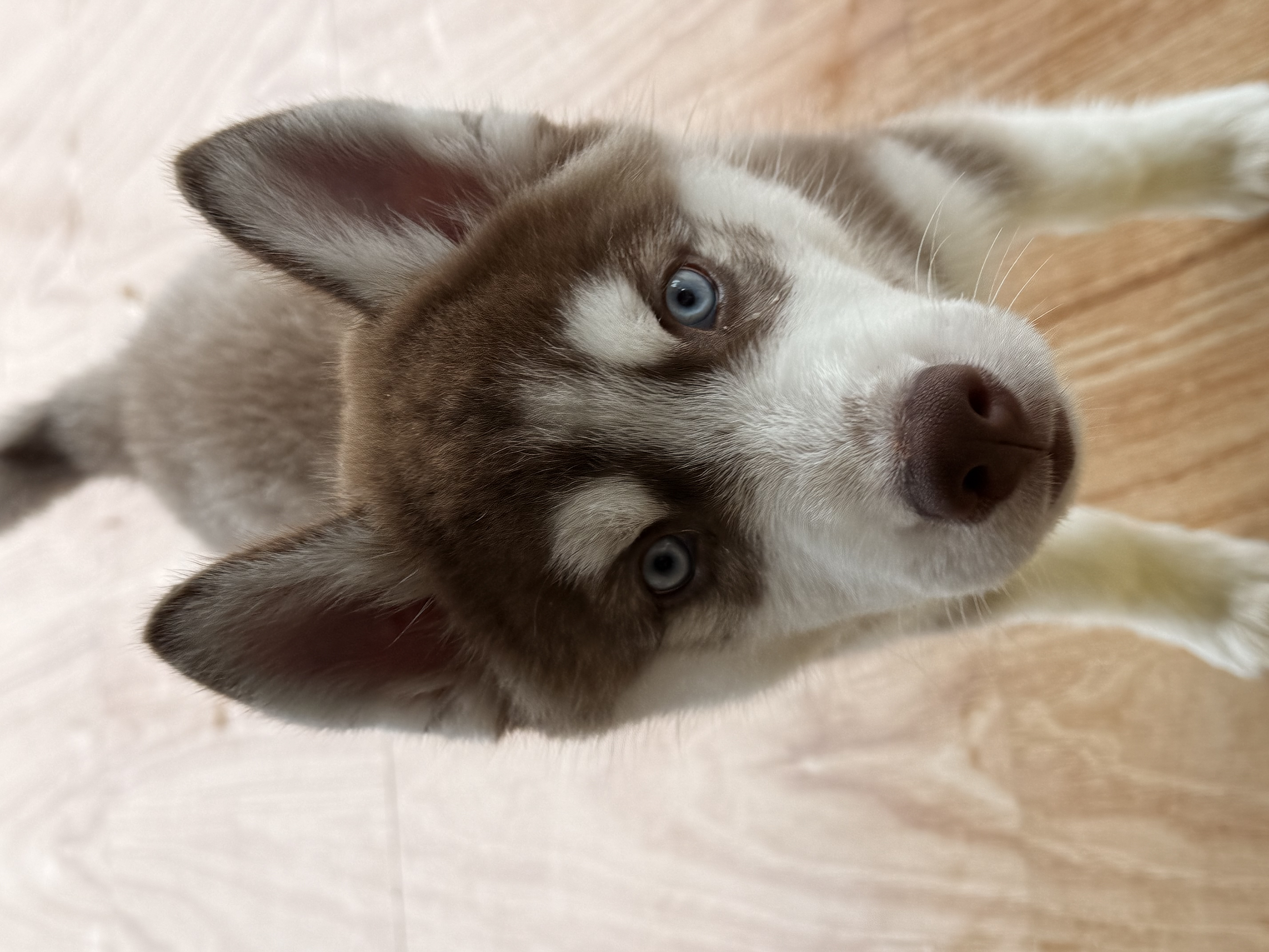 Siberian husky for sale in Nainital