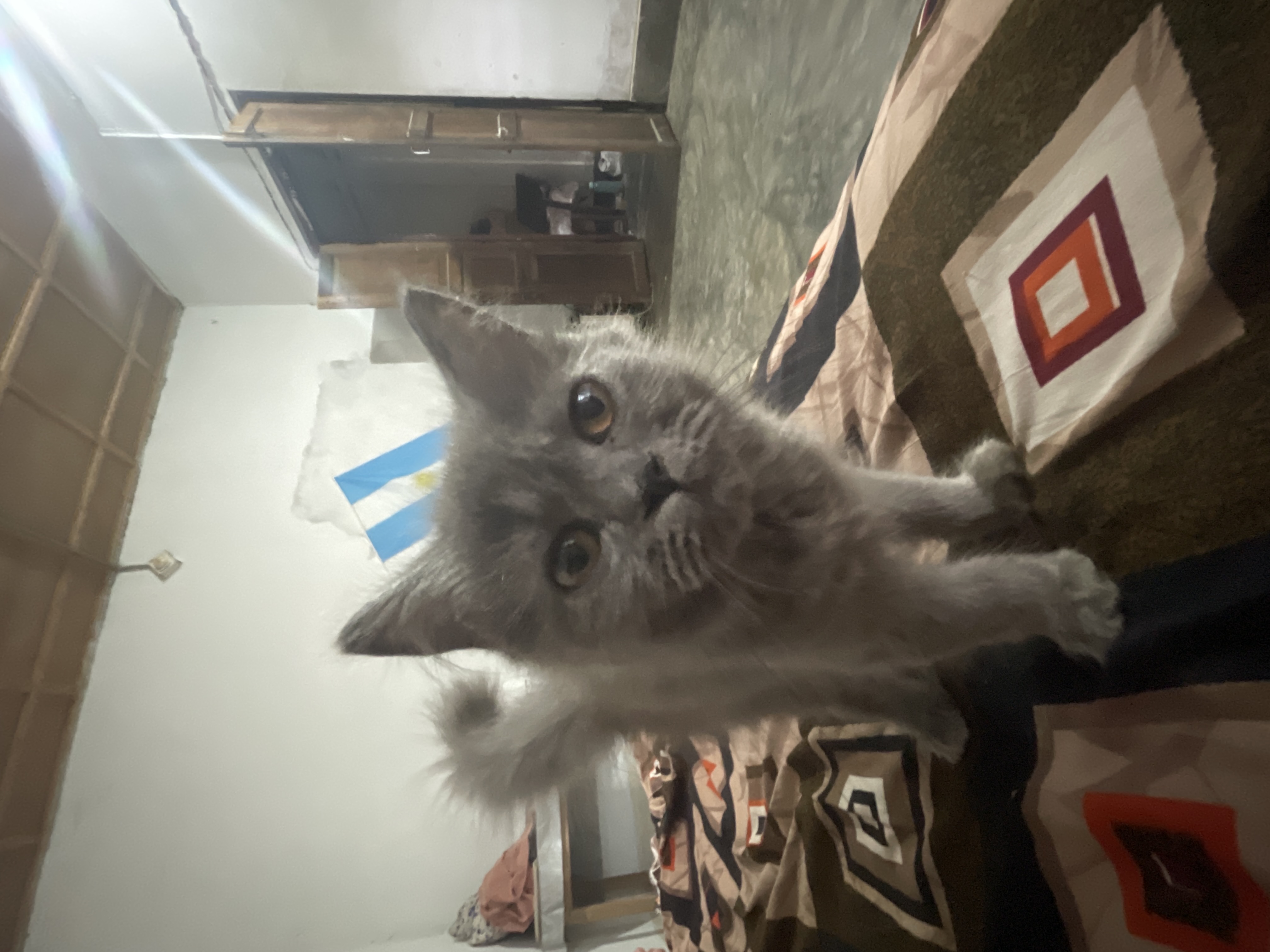 Persian for sale in Dimapur