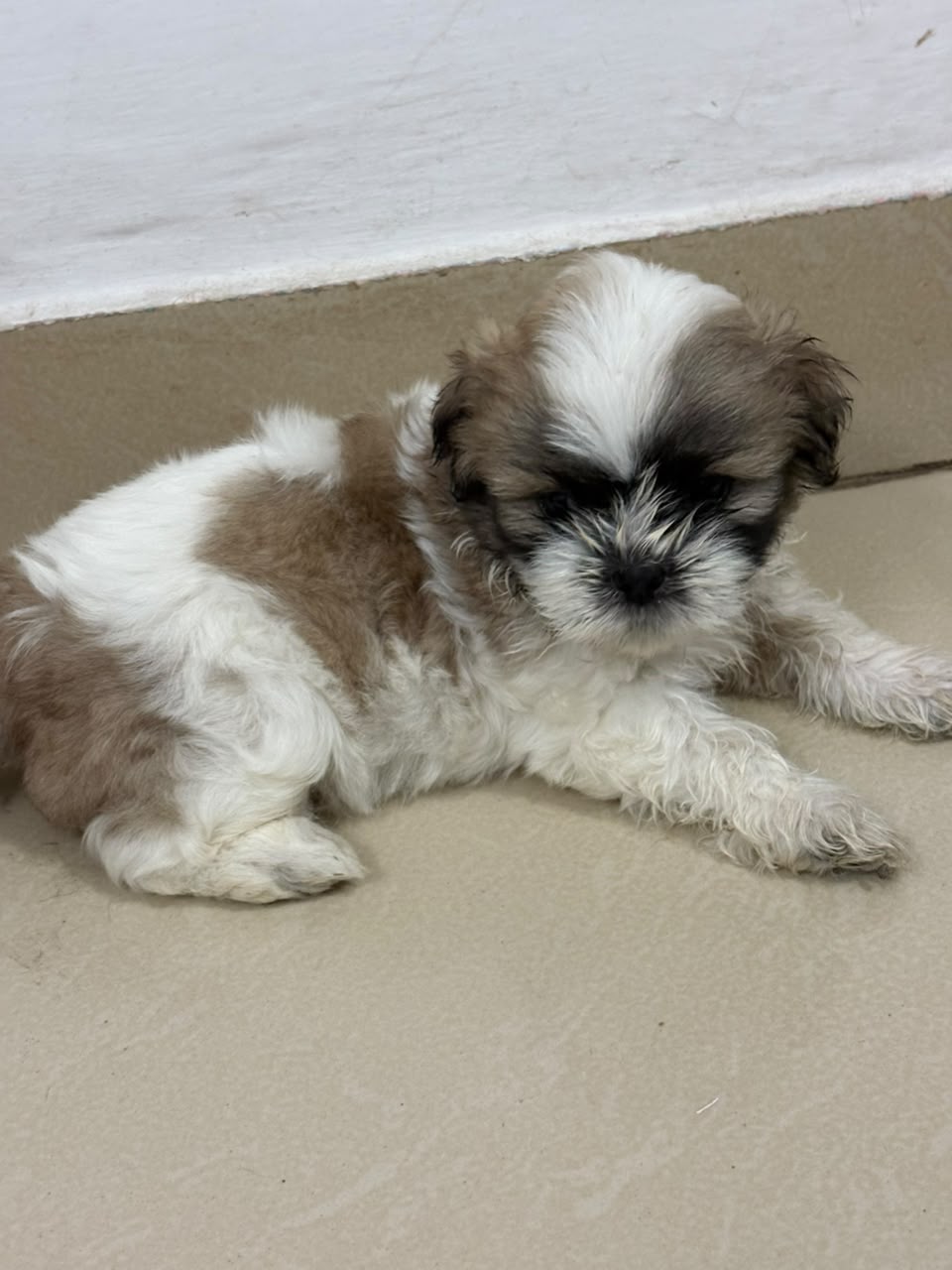 Shih Tzu