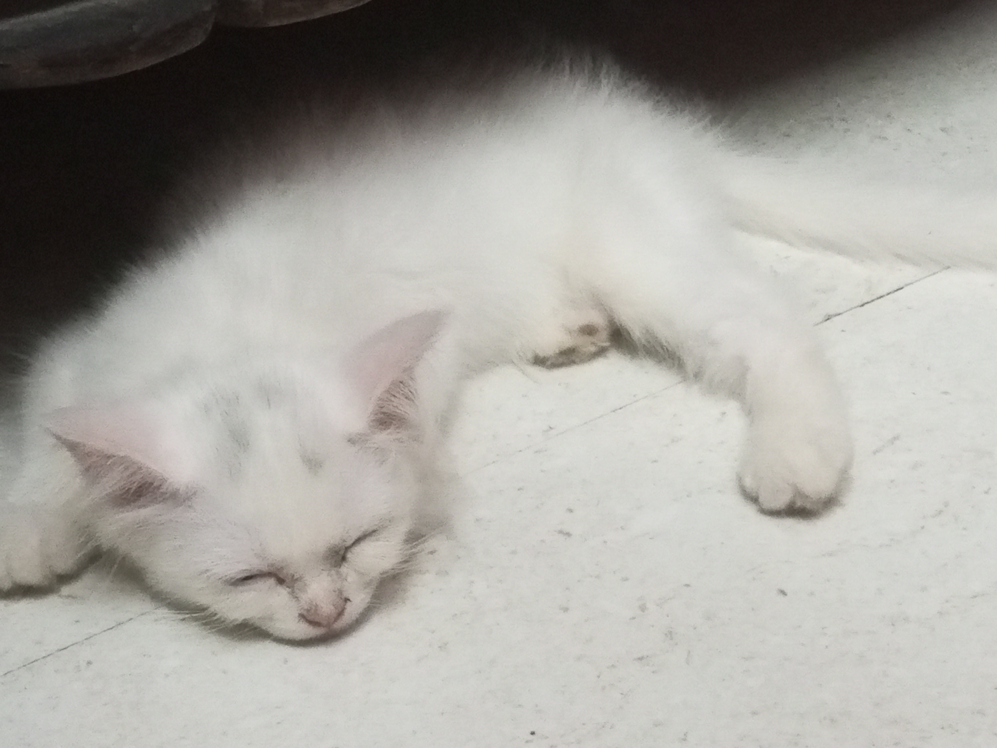 Persian cat for sale in New Delhi