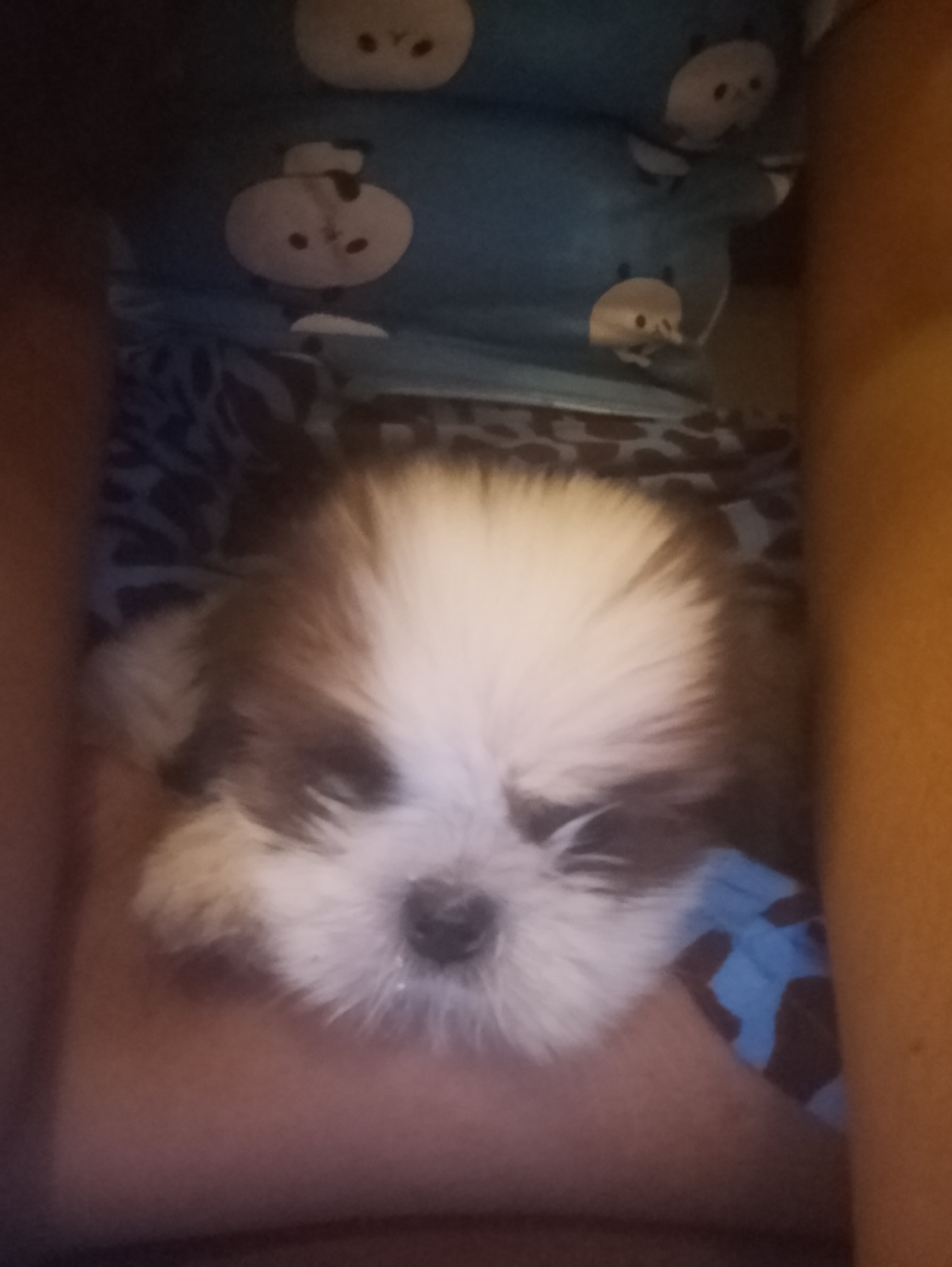 Shih tzu for sale in Kollam