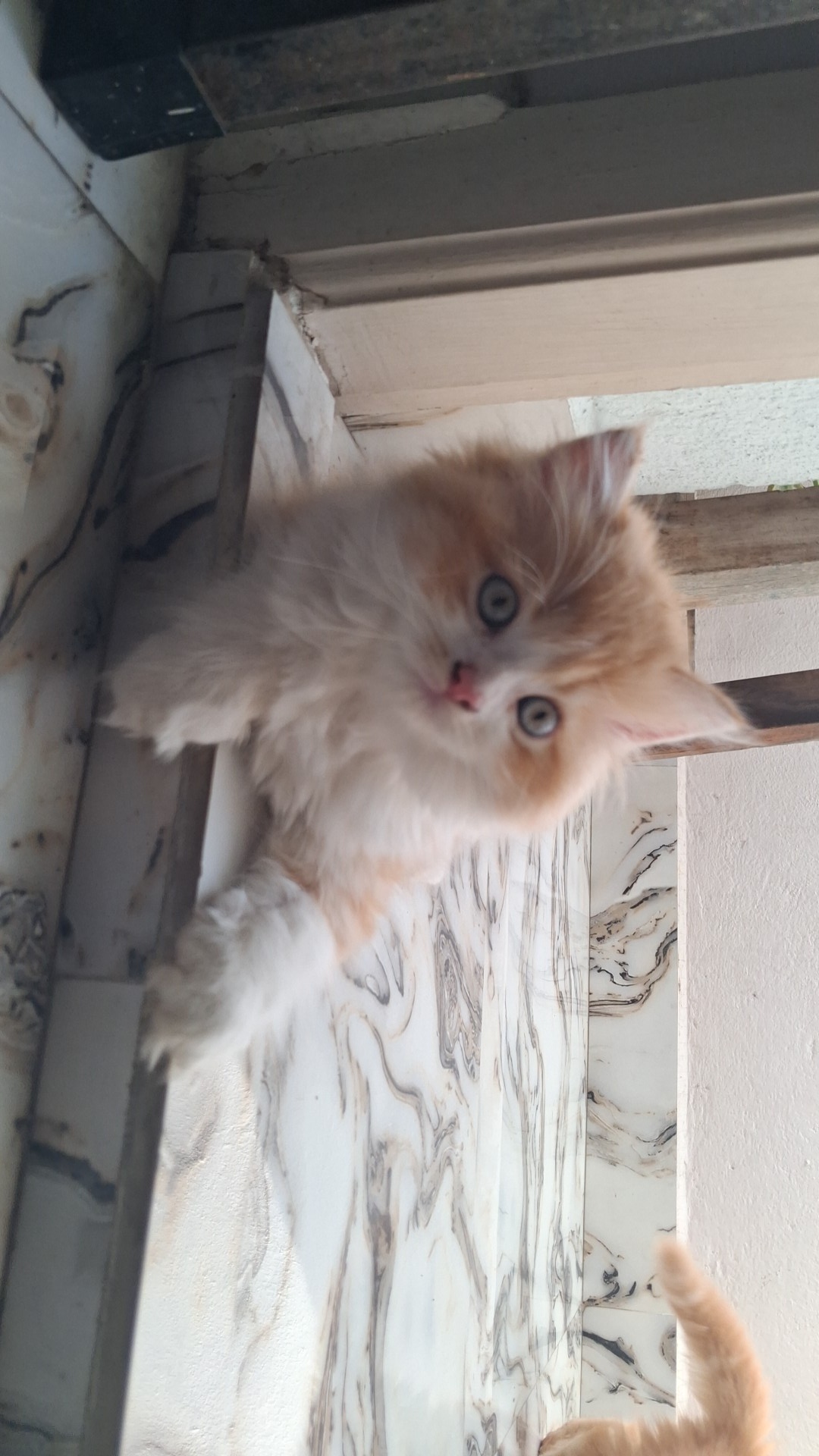 Persian cat doll face for sale in Chennai