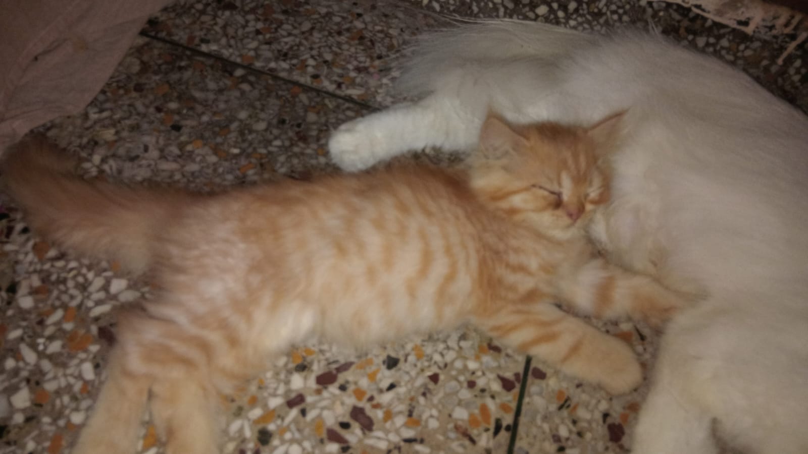 Persian Doll Face for sale in Najafgarh