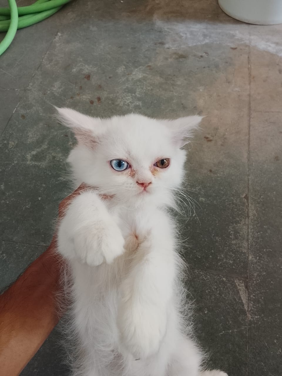 Persian cat for sale in Jaipur