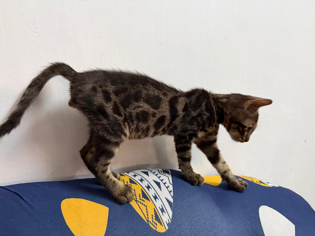Bengal cat for sale in Chennai