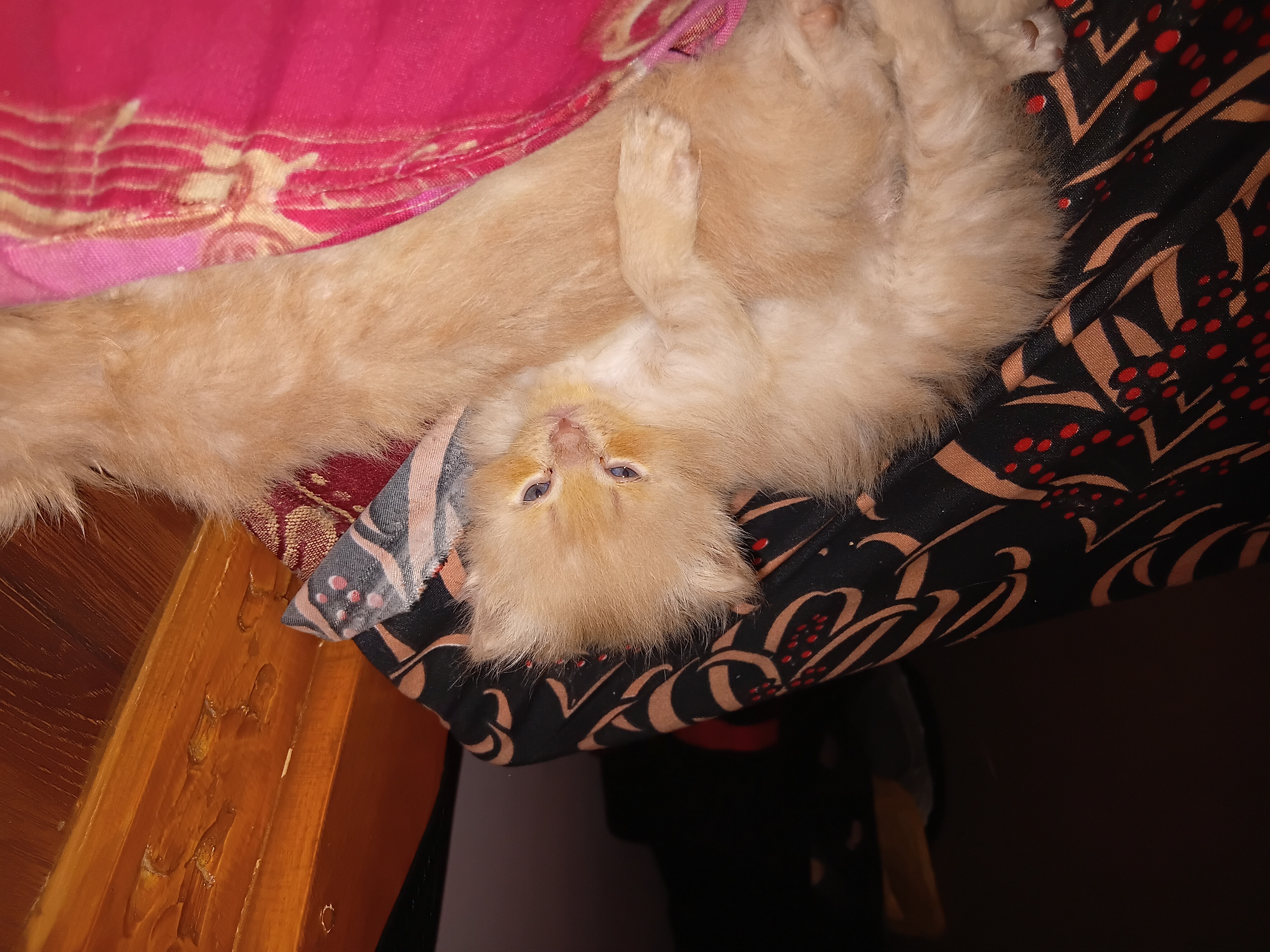 Persian kitten for sale in Hyderabad