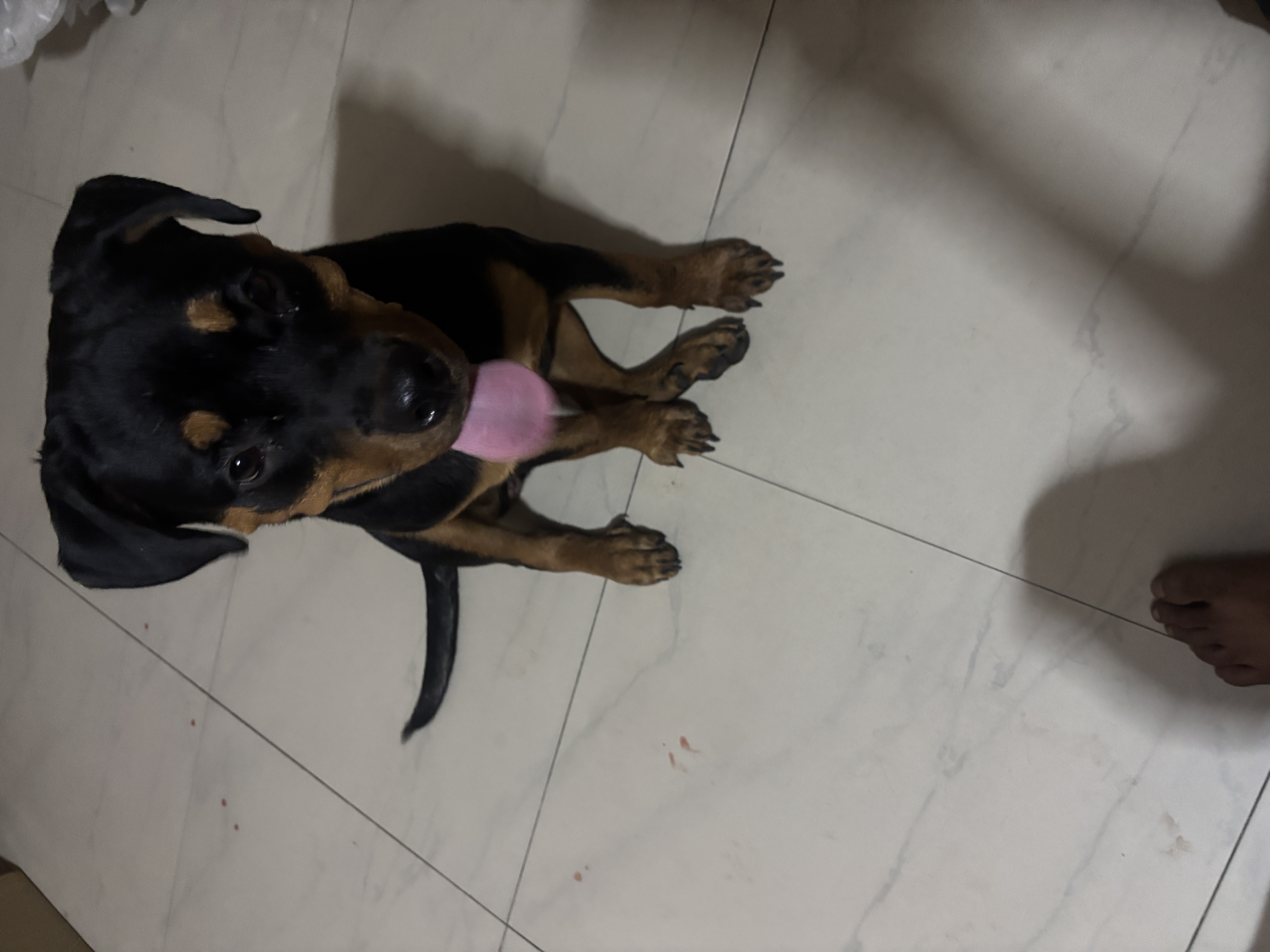 Rottweiler for sale in Delhi