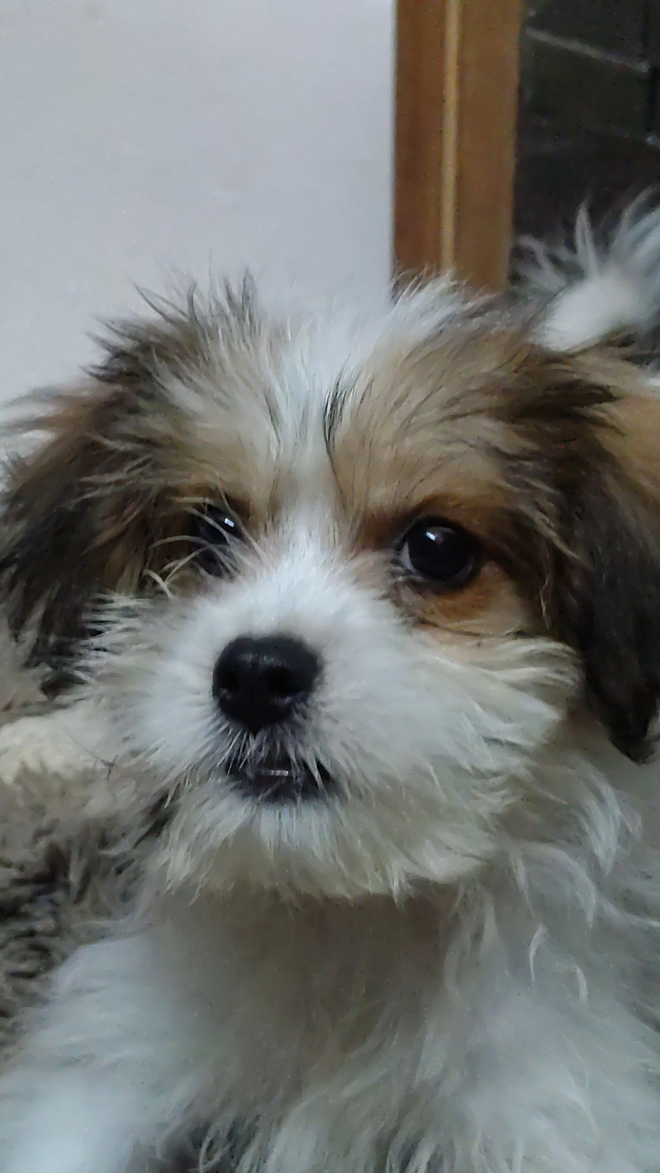 Shihstz for sale in Ernakulam