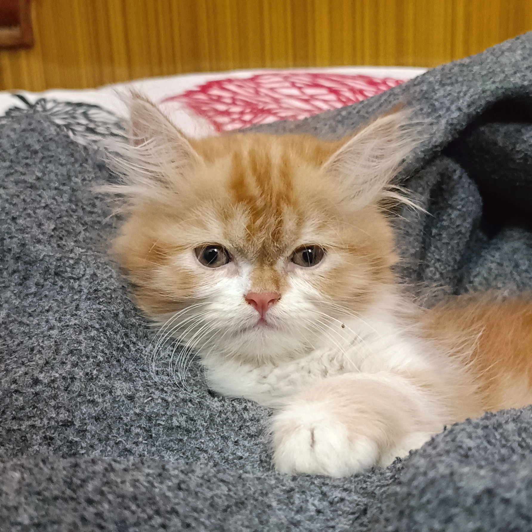 Persian for sale in Bengaluru North