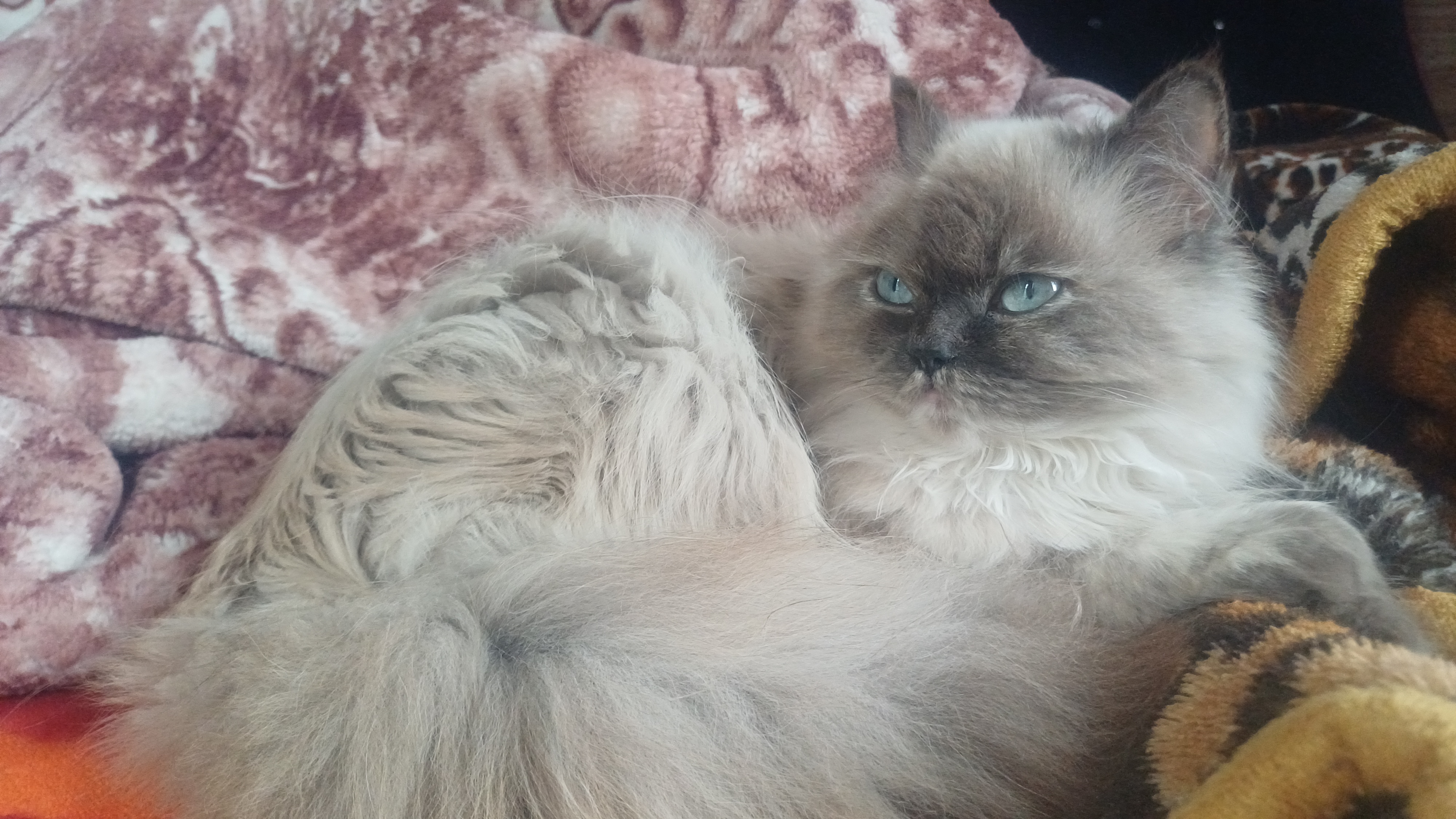 Himalayan for sale in Anantnag