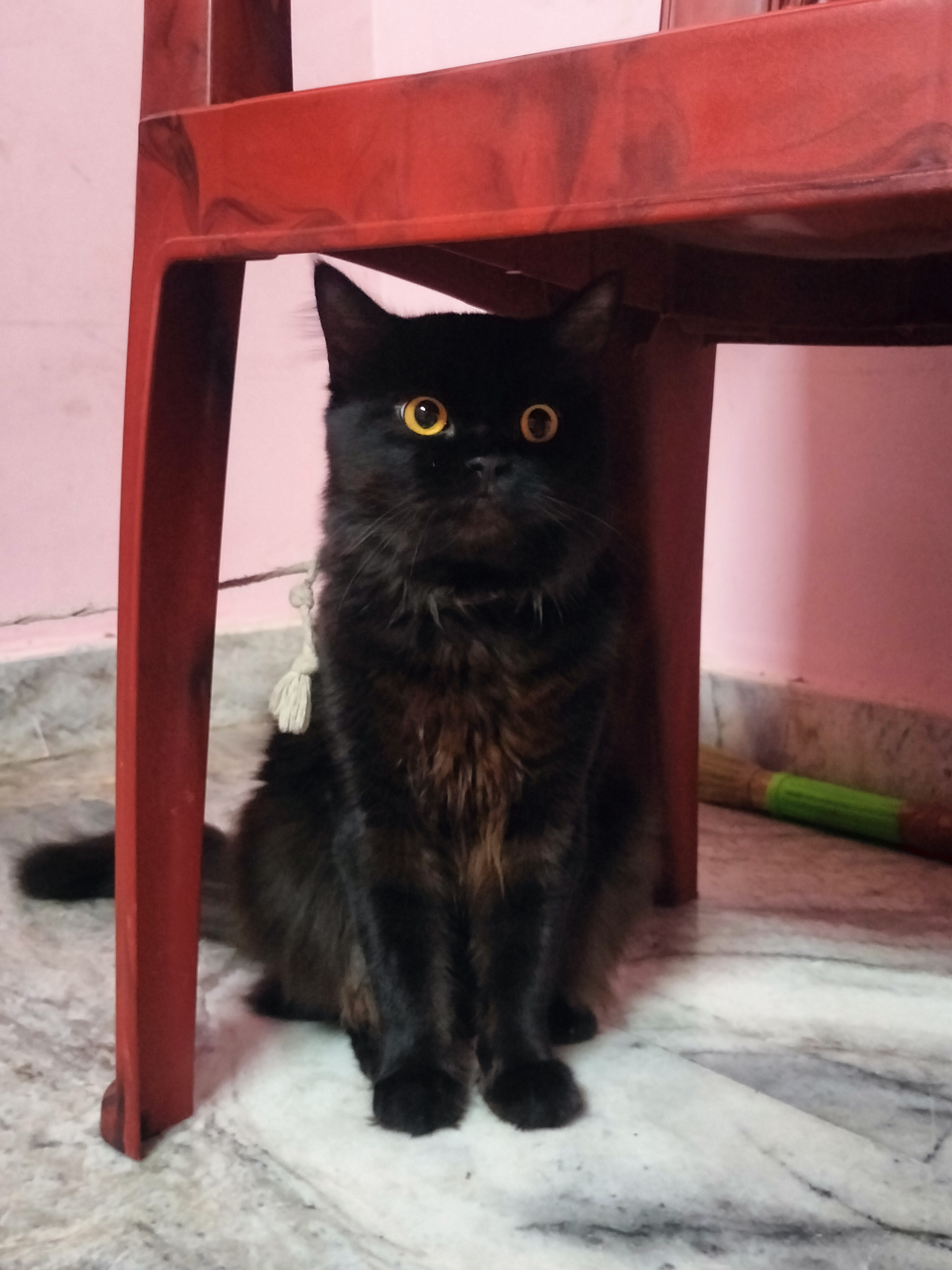 Persian or semi persian for sale in Hyderabad