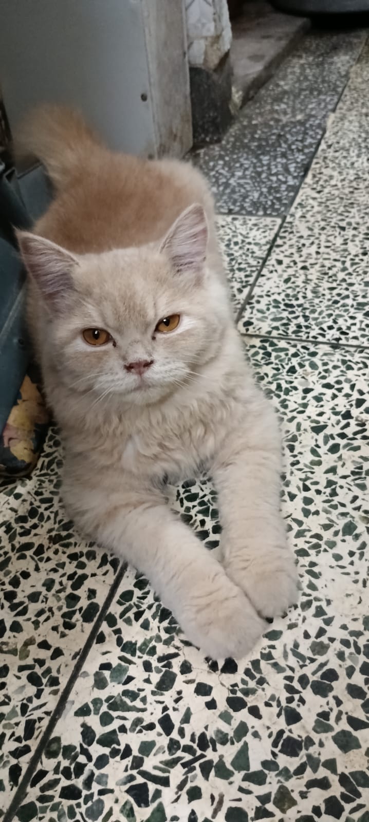 Persian Cat for sale in Rohini