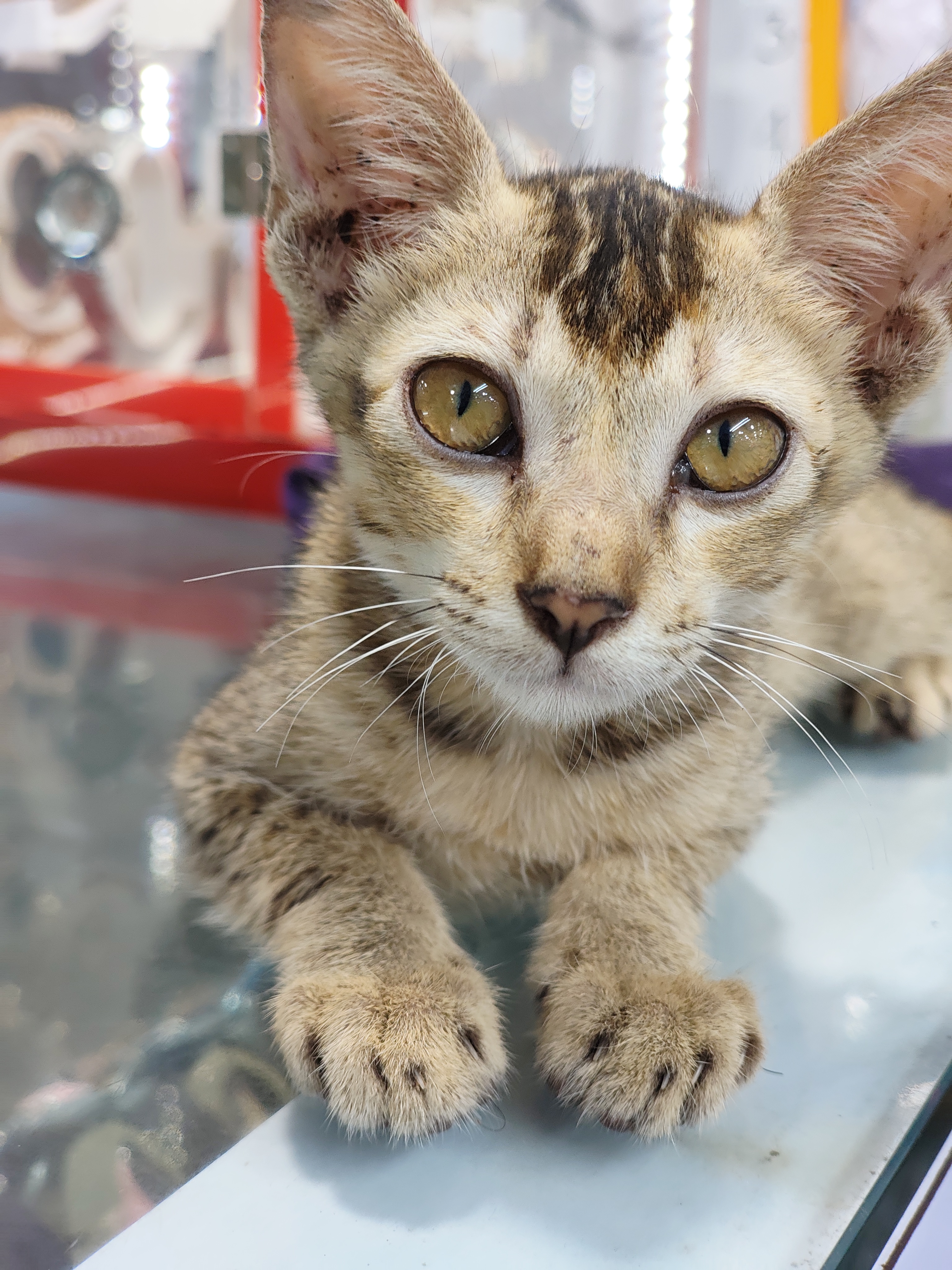 Indian tiger cat for sale in Mumbai Suburban