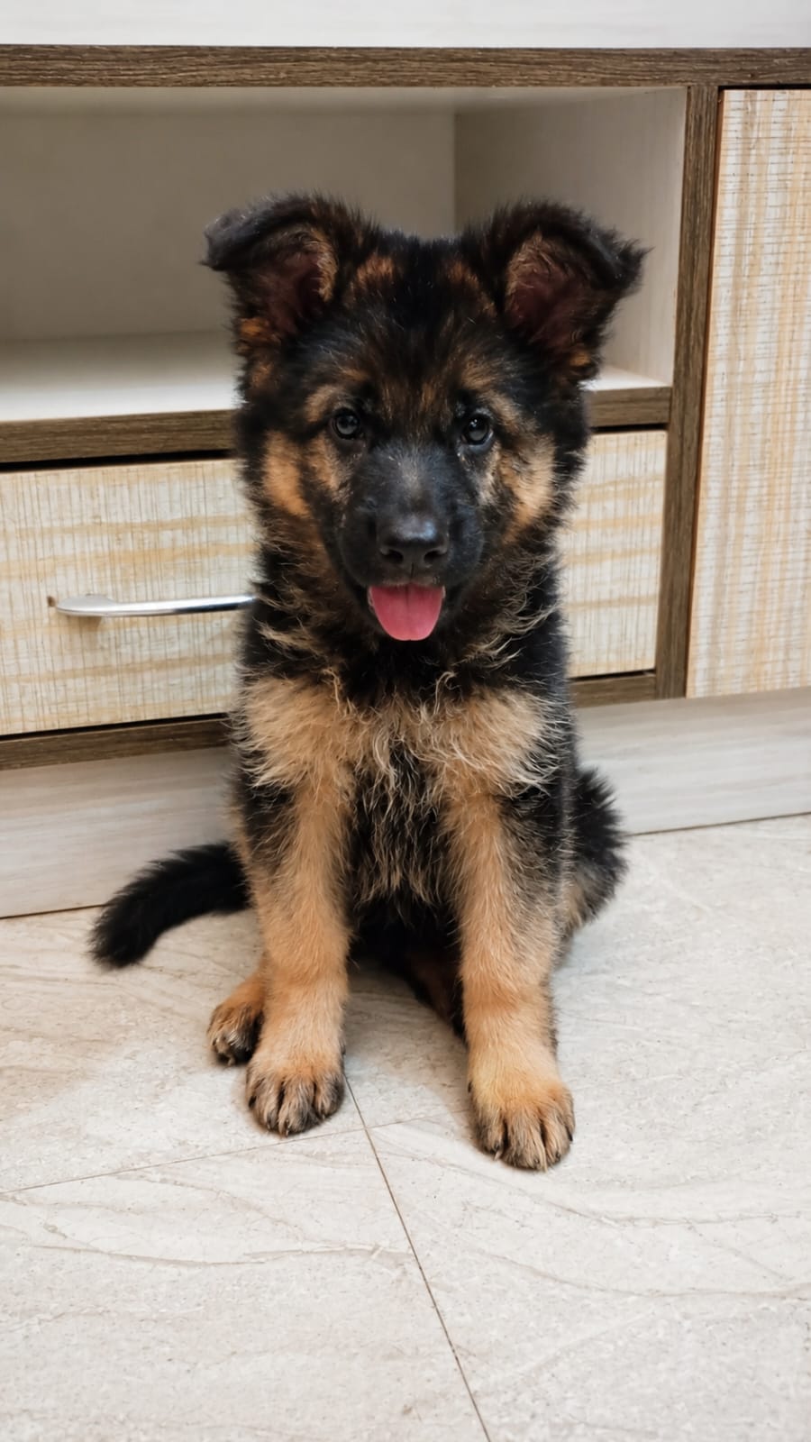 German Shepherd for sale in Bengaluru Urban