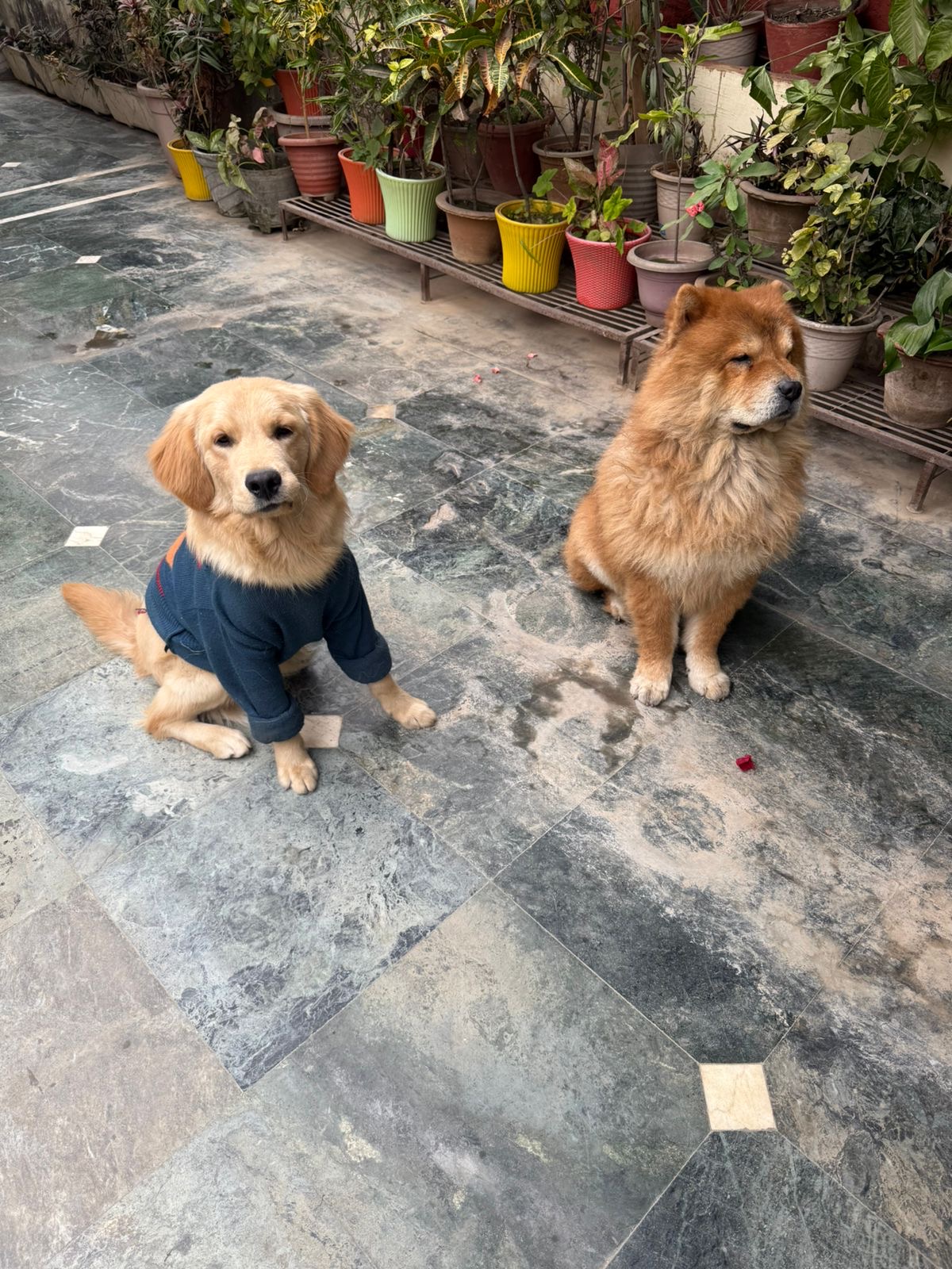 Golden Retriever for sale in Kanpur Nagar