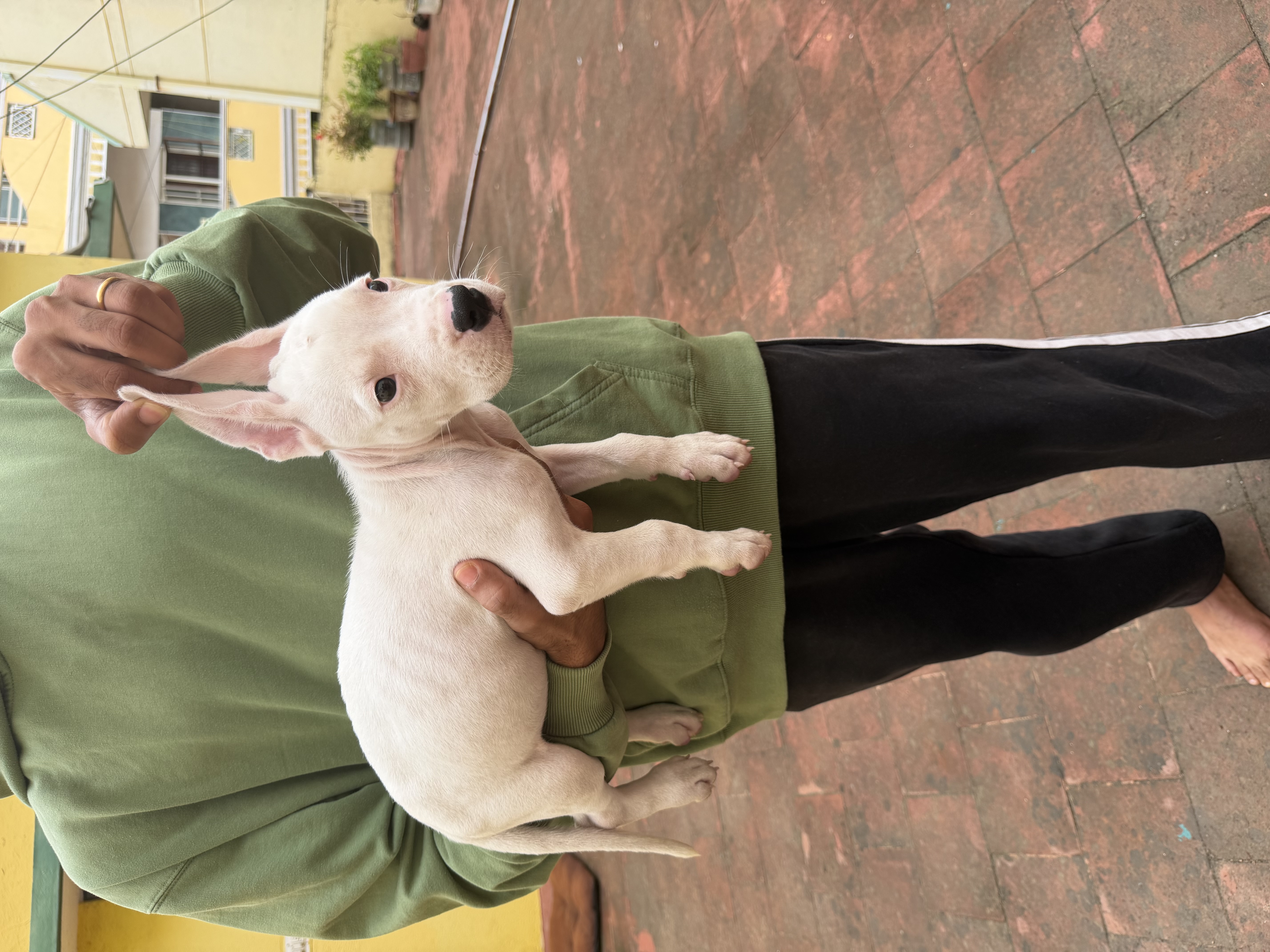 Dogo argentino for sale in Bengaluru Urban