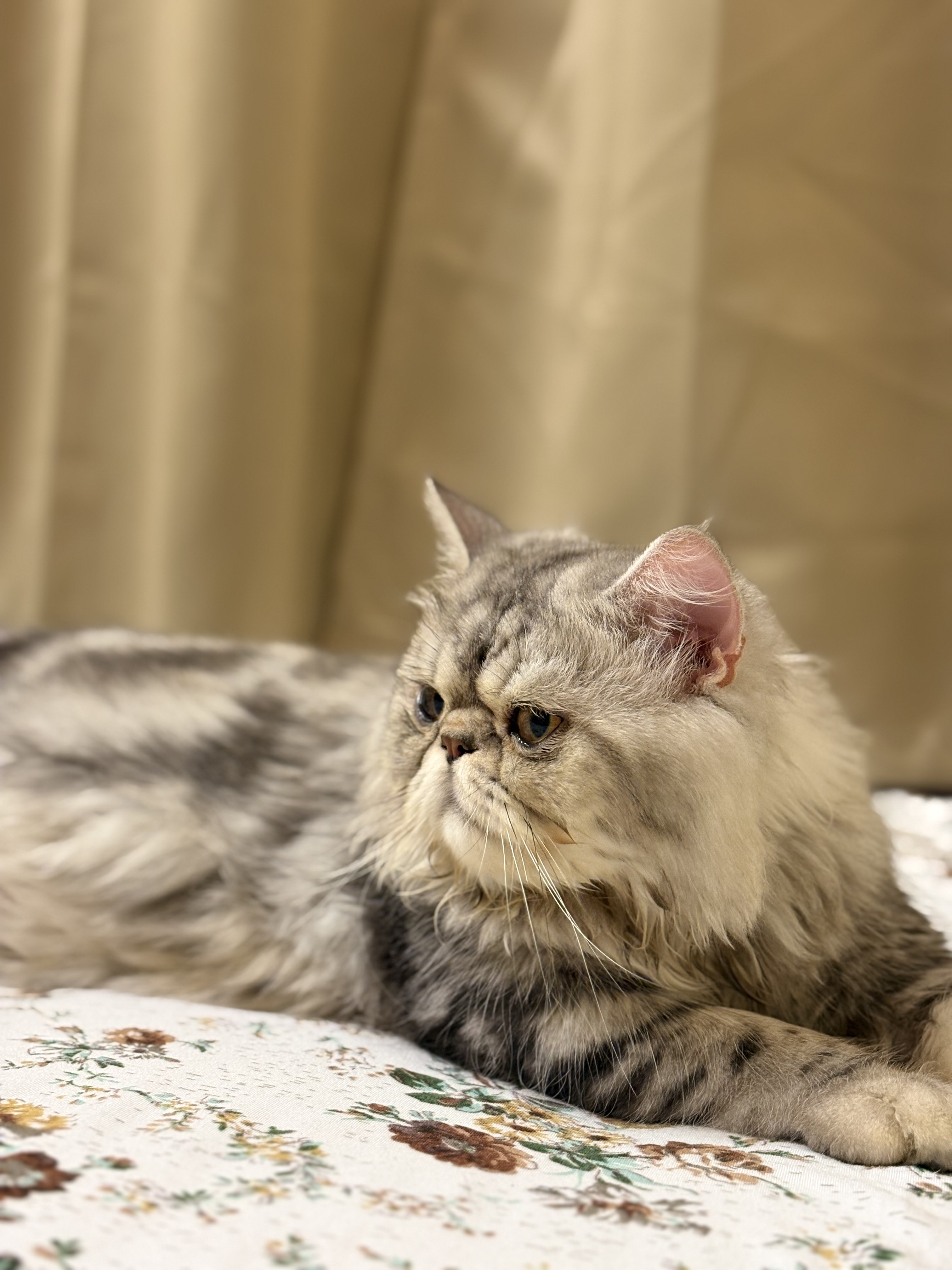 Persian cat semi punch face for sale in Mumbai Suburban