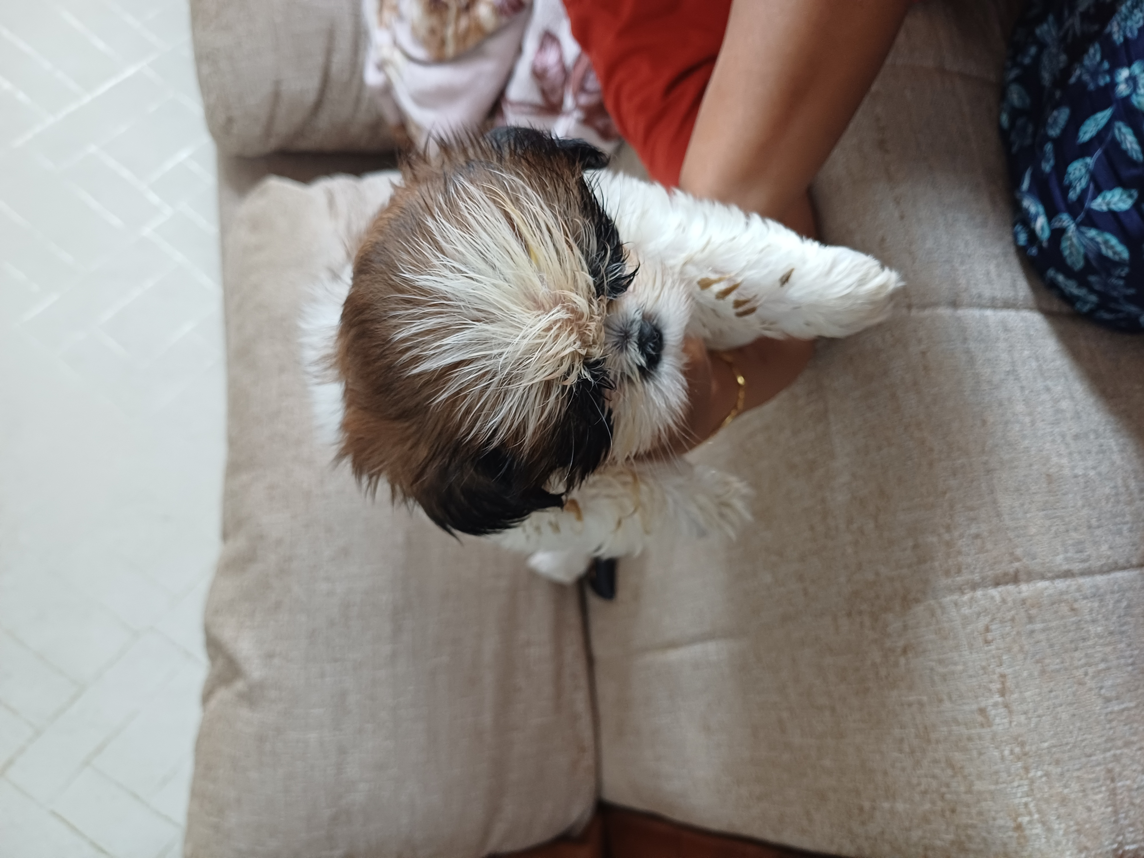 Shih tzu for sale in Bengaluru Urban