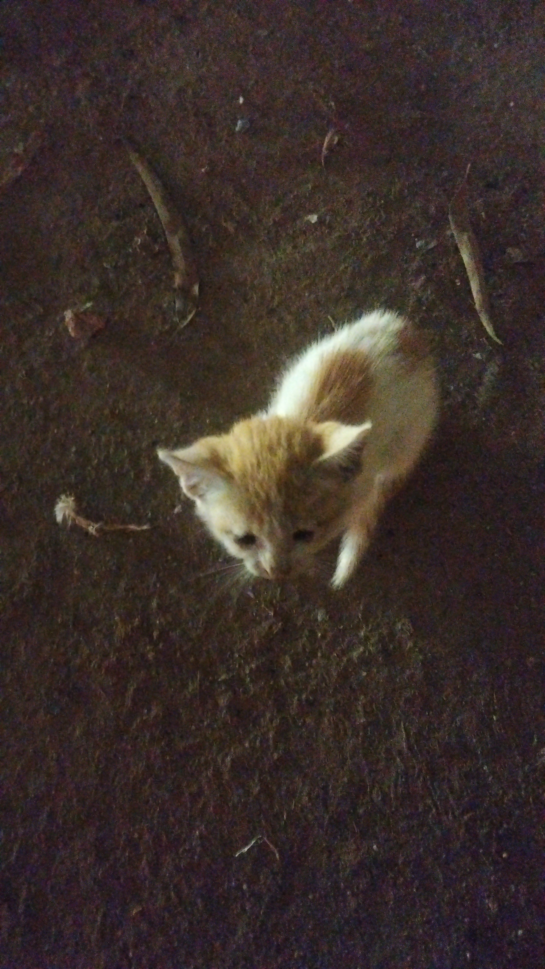 persian for sale in Bengaluru North