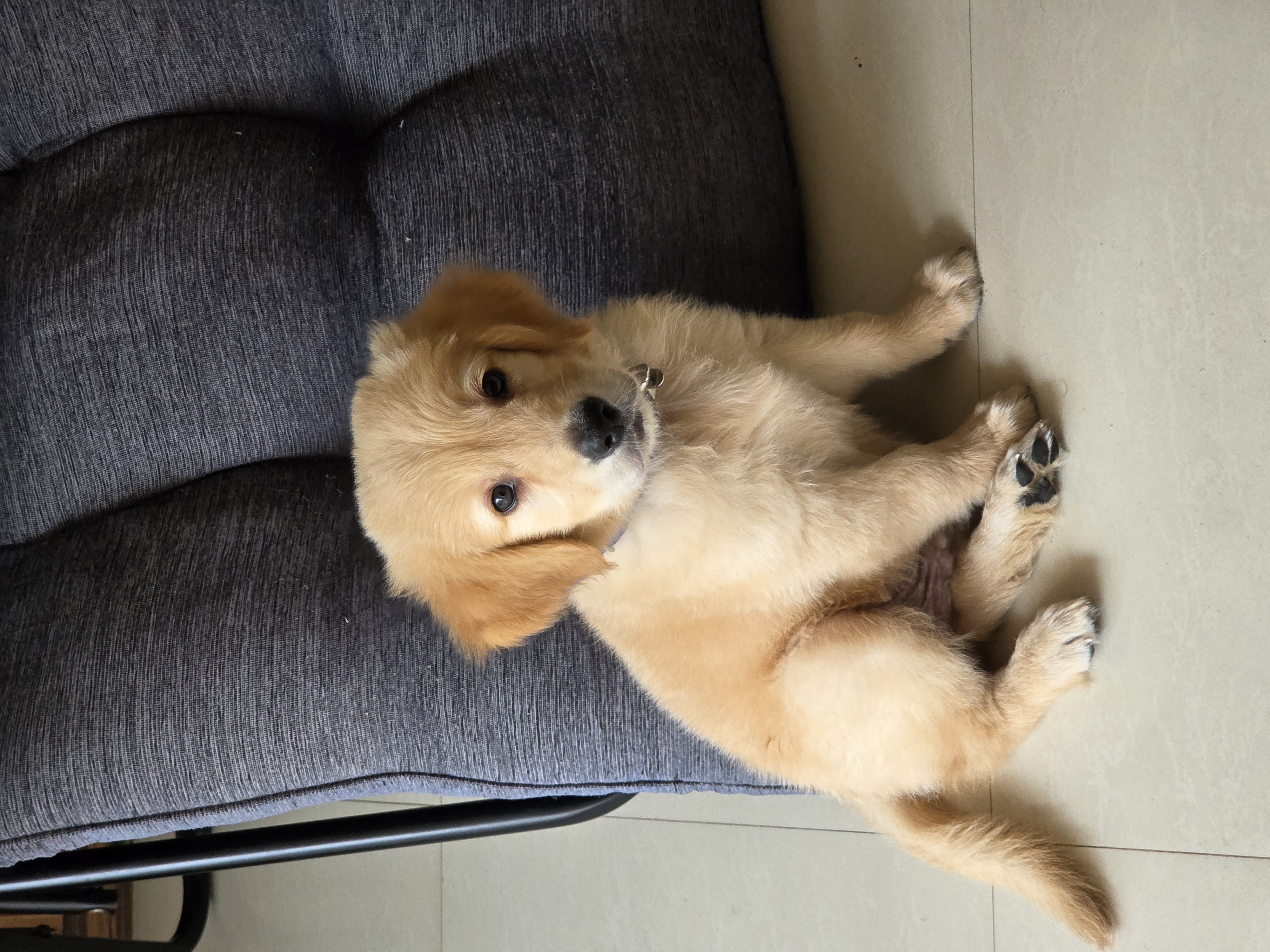 Golden retriever